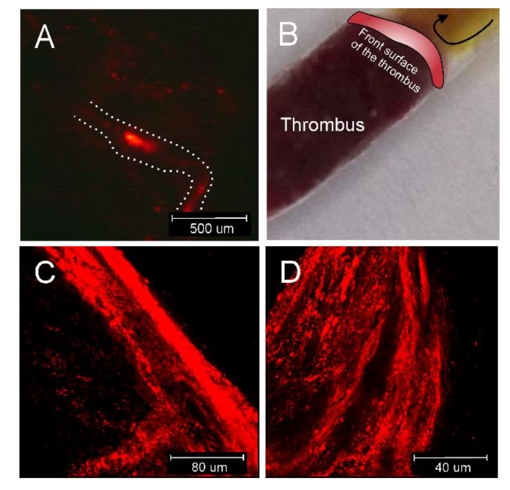 Pharmaceutics 12 01207 g004
