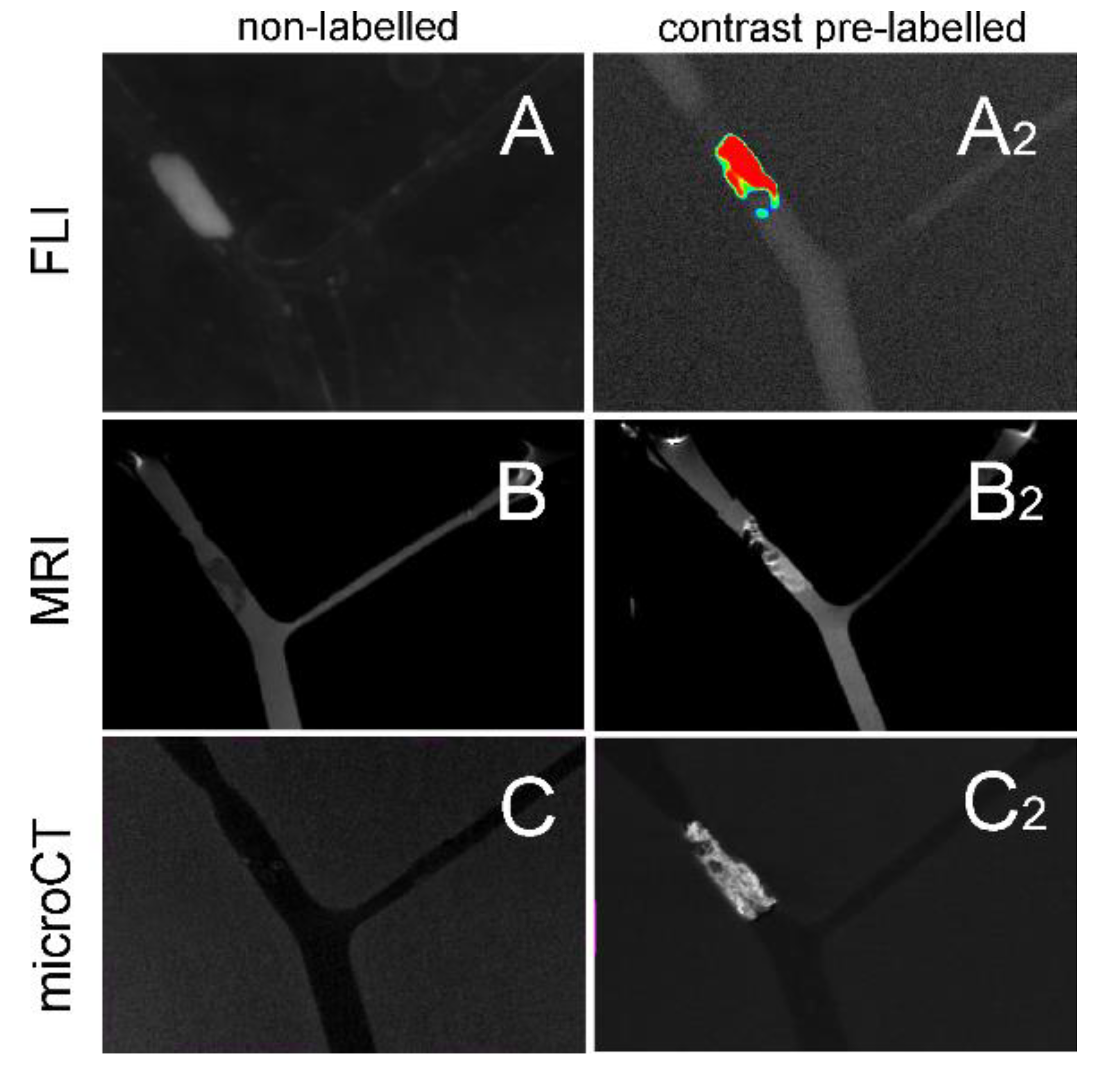 Pharmaceutics 12 01207 g005