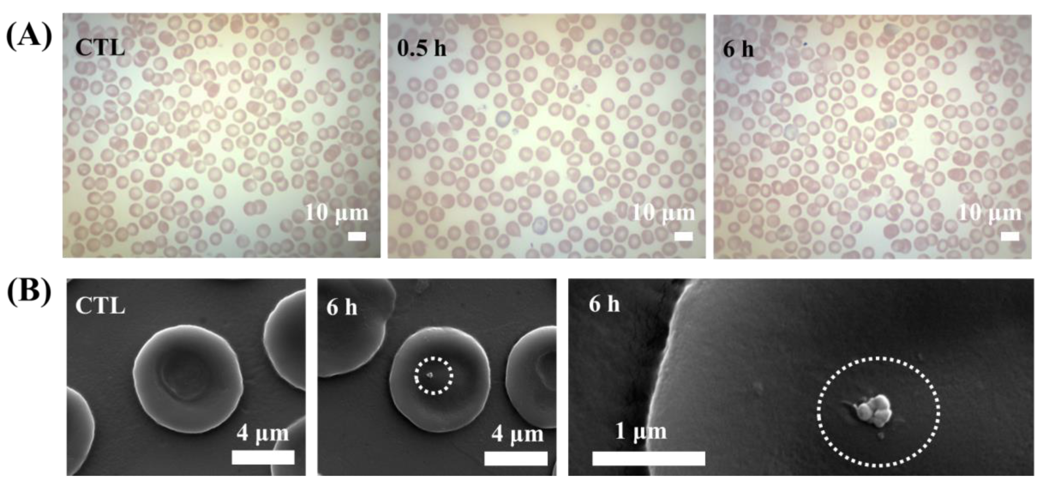 Pharmaceutics 12 01210 g006