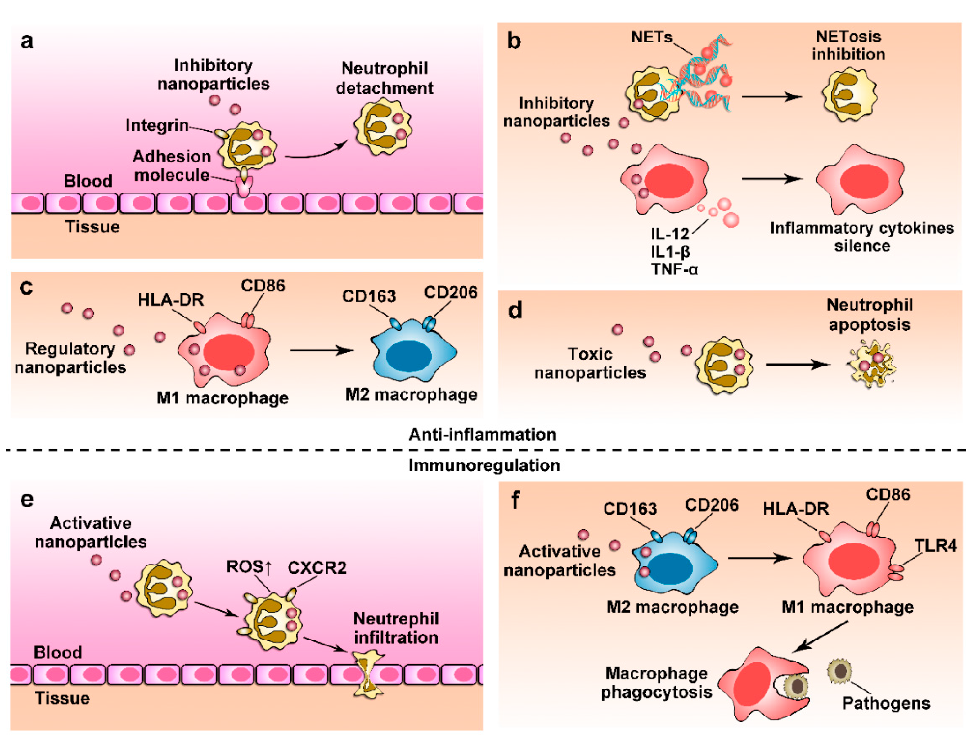 Pharmaceutics Free Full Text Neutrophils And Macrophages As Targets For Development Of Nanotherapeutics In Inflammatory Diseases