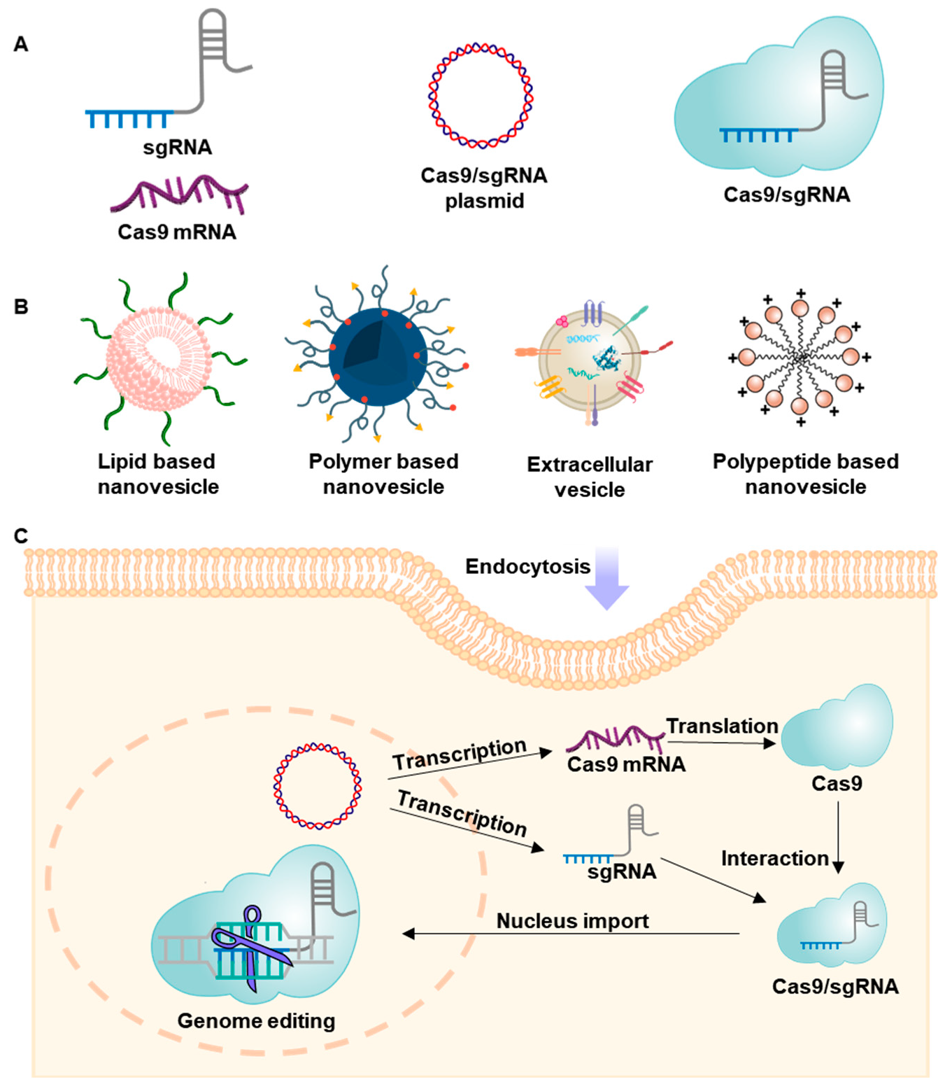 Pharmaceutics 12 01233 g001 Pharmaceutics 12 01233 g001