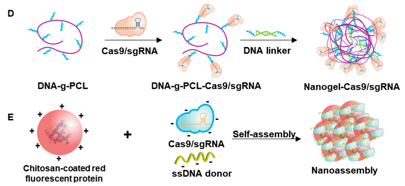 Pharmaceutics 12 01233 g003b Pharmaceutics 12 01233 g003b