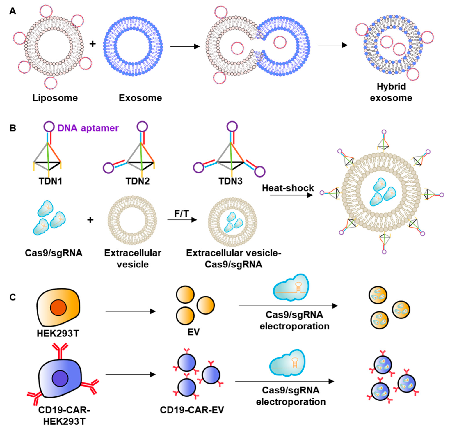 Pharmaceutics 12 01233 g004 Pharmaceutics 12 01233 g004