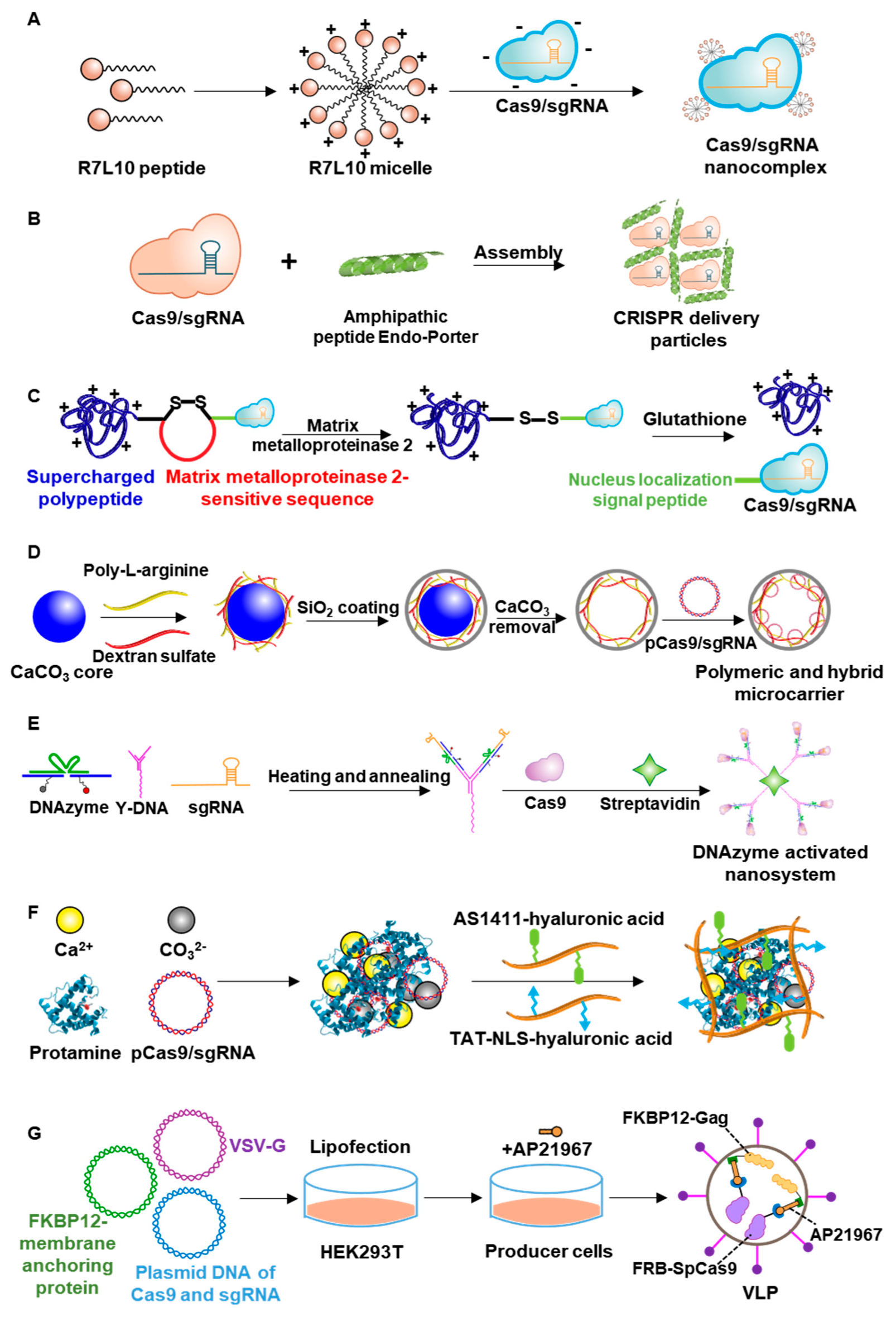 Pharmaceutics 12 01233 g005 Pharmaceutics 12 01233 g005