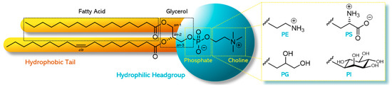 Pharmaceutics 12 01235 g001 550