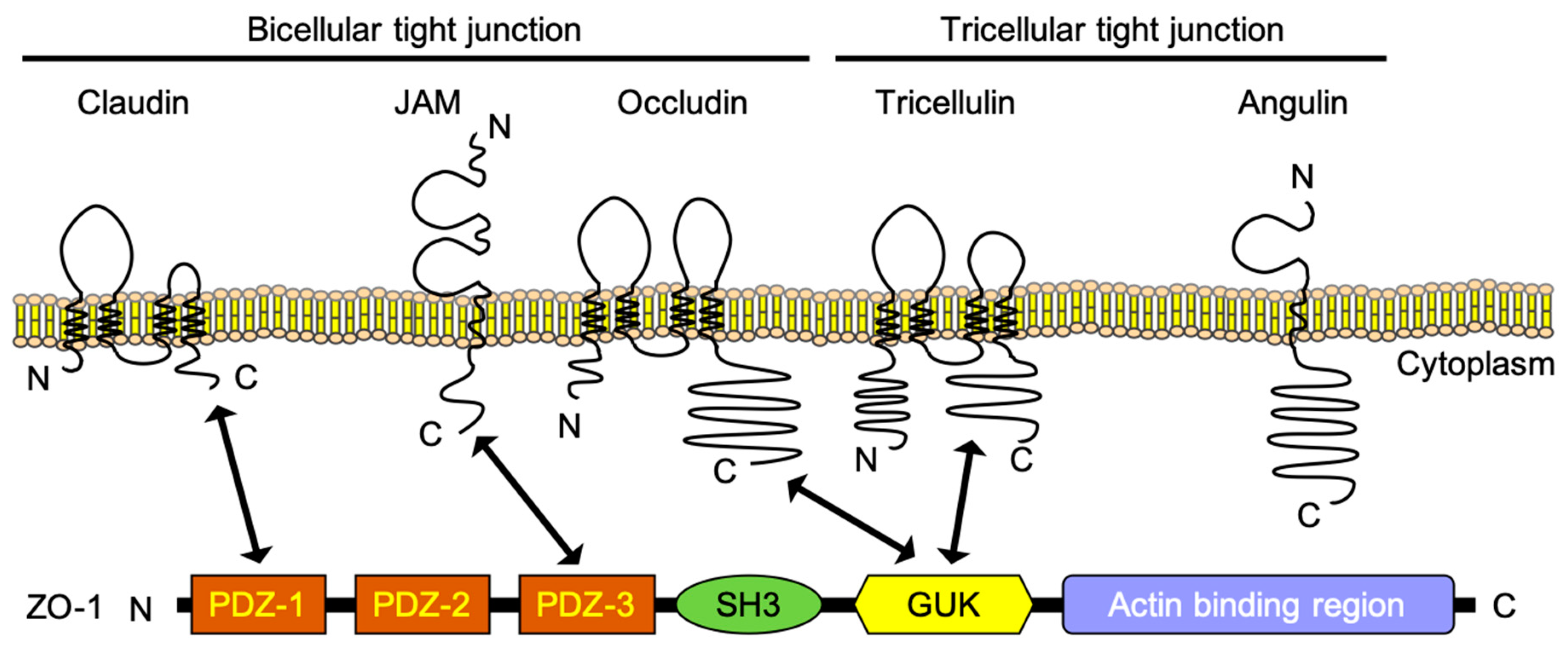 Pharmaceutics 12 01236 g002 Pharmaceutics 12 01236 g002
