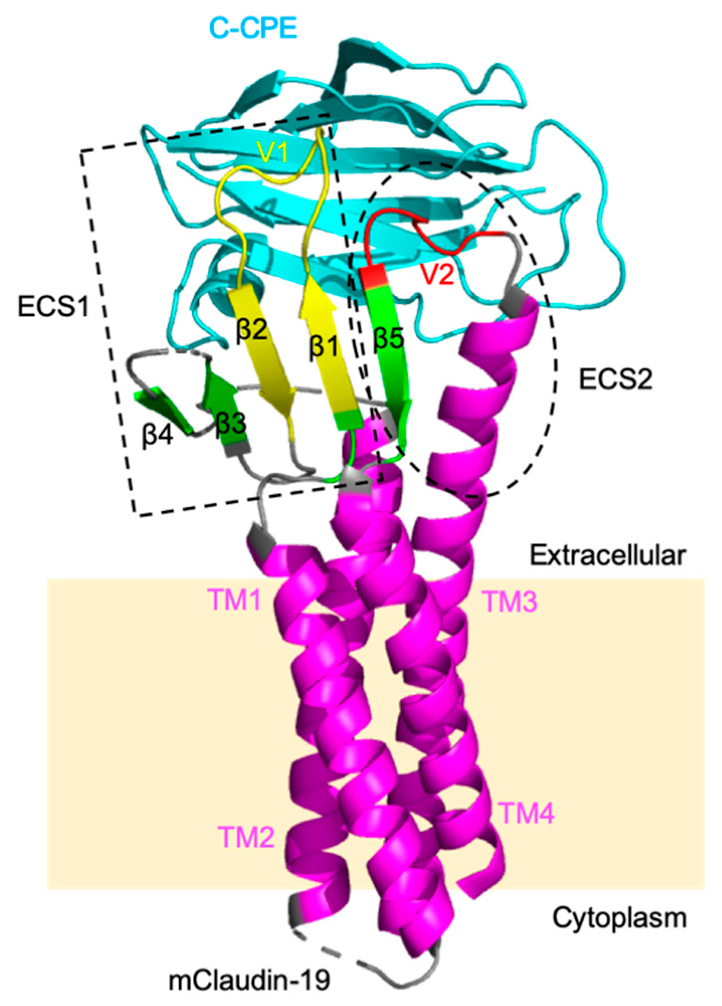 Pharmaceutics 12 01236 g004 Pharmaceutics 12 01236 g004
