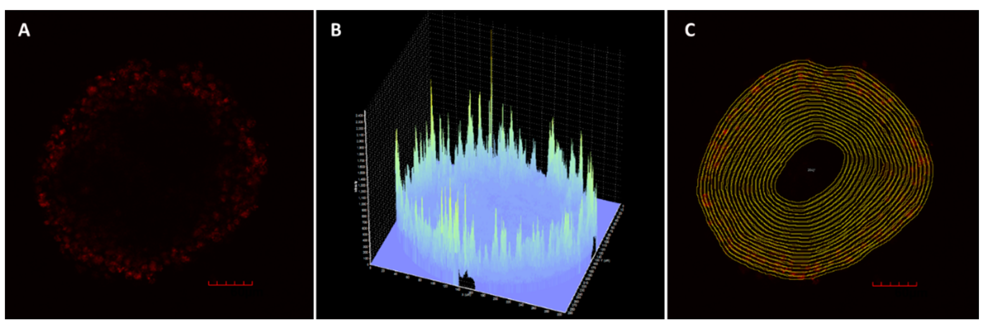Pharmaceutics 12 01242 g001