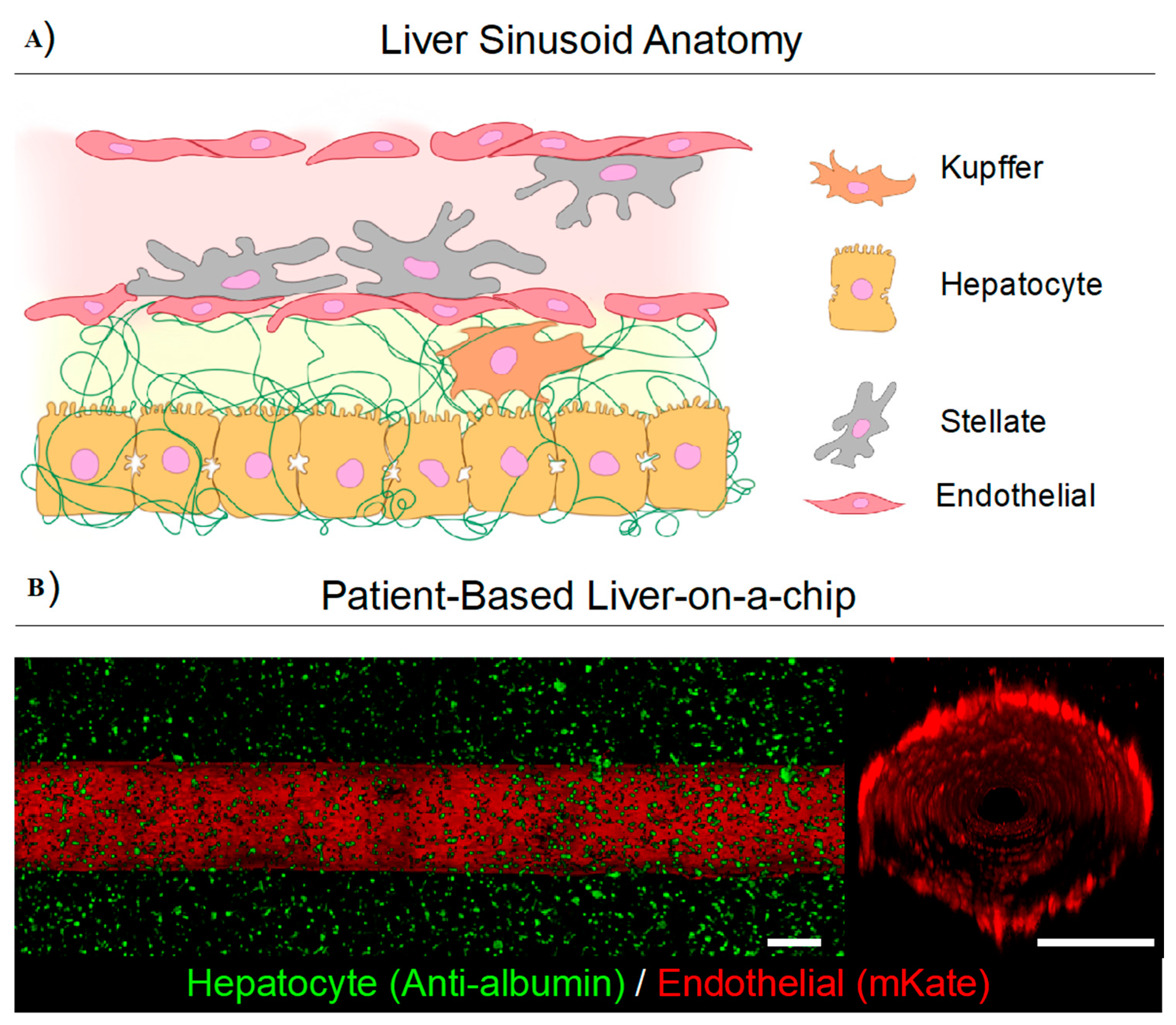 Pharmaceutics 12 01243 g006 Pharmaceutics 12 01243 g006