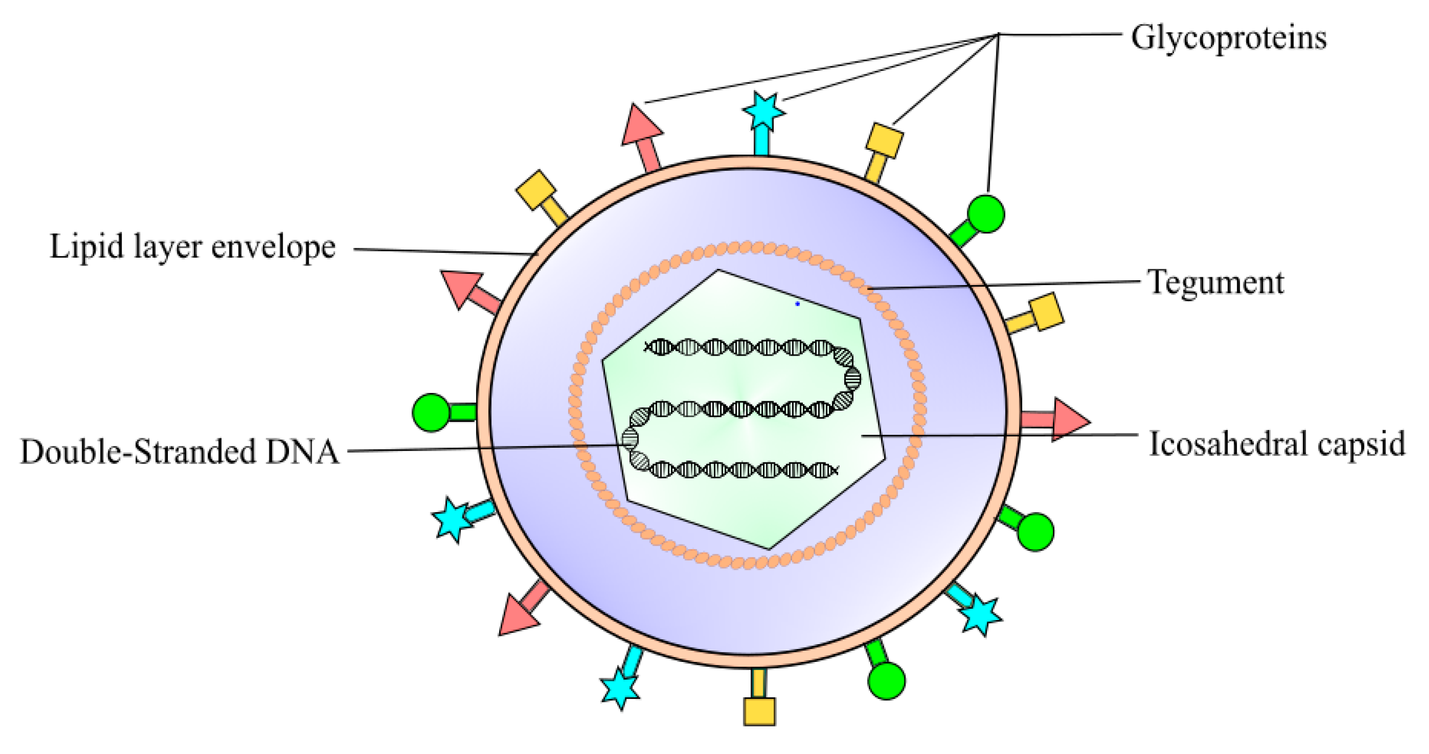 Herpesviridae на белом фоне