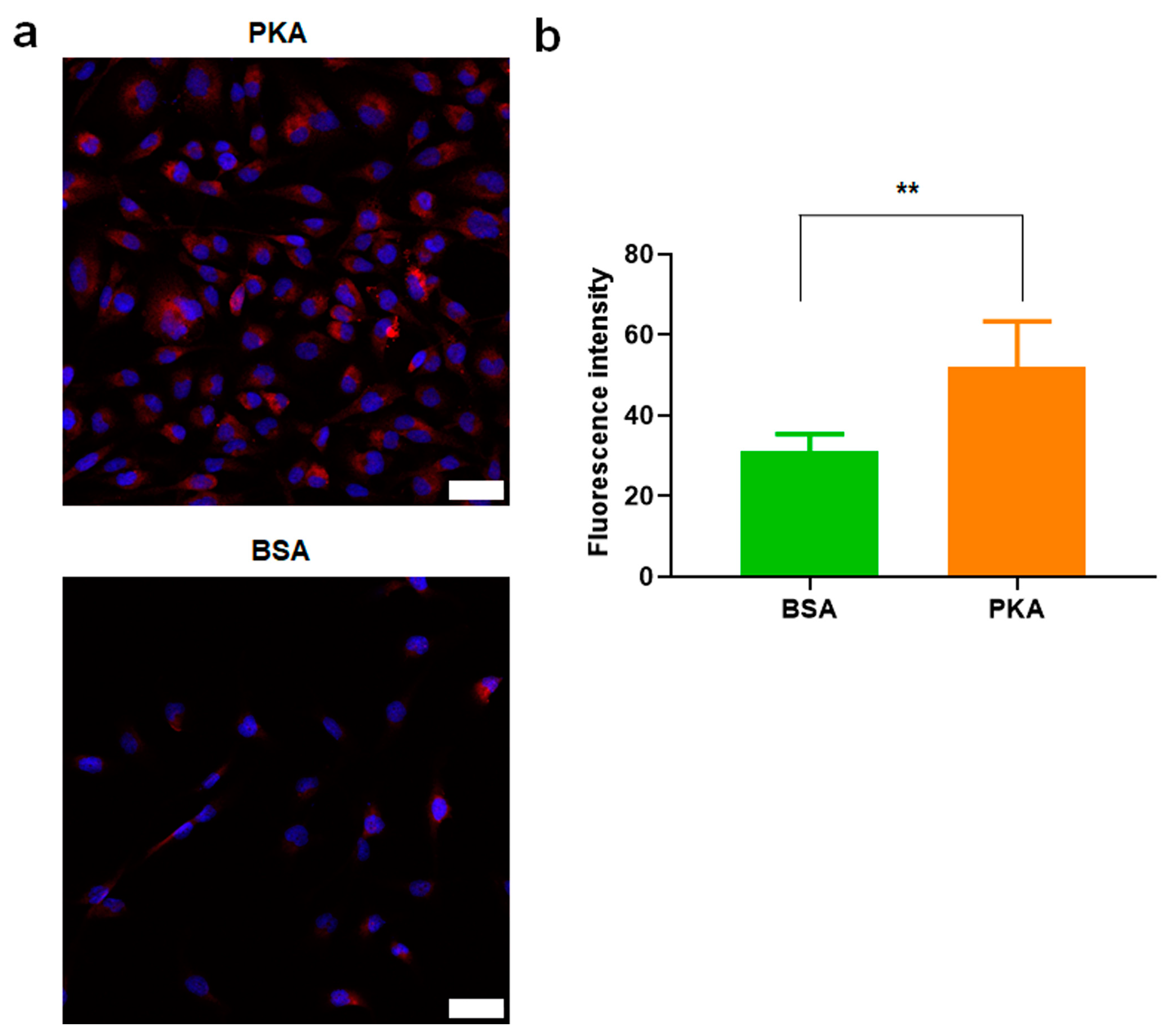 Pharmaceutics 13 00011 g003