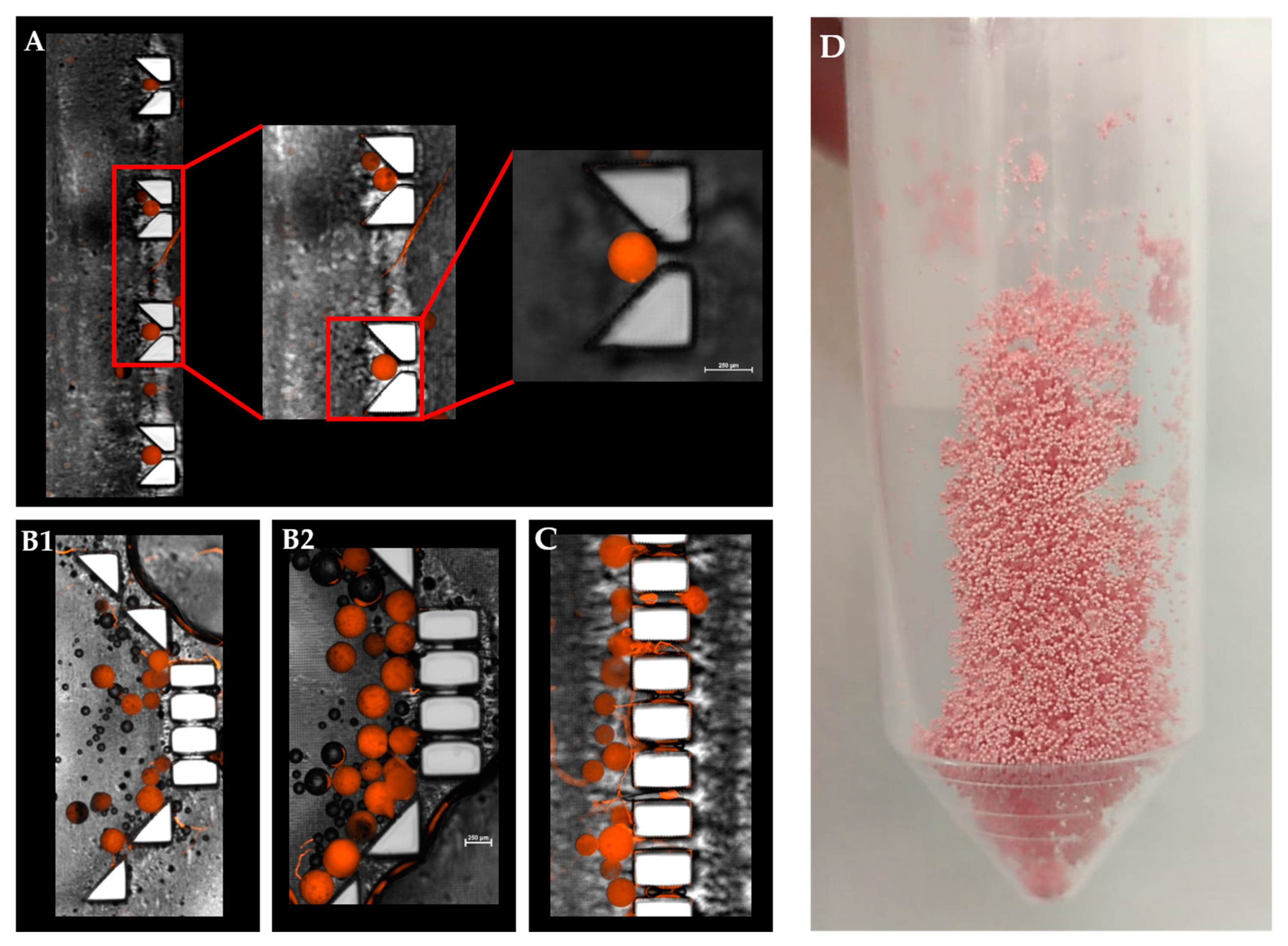 Pharmaceutics 13 00013 g006