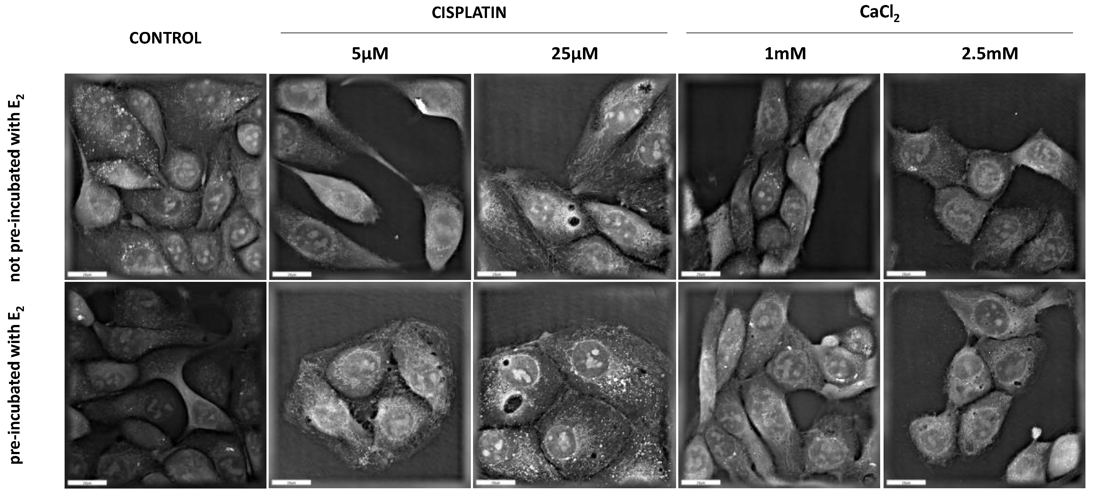 Pharmaceutics 13 00019 g008