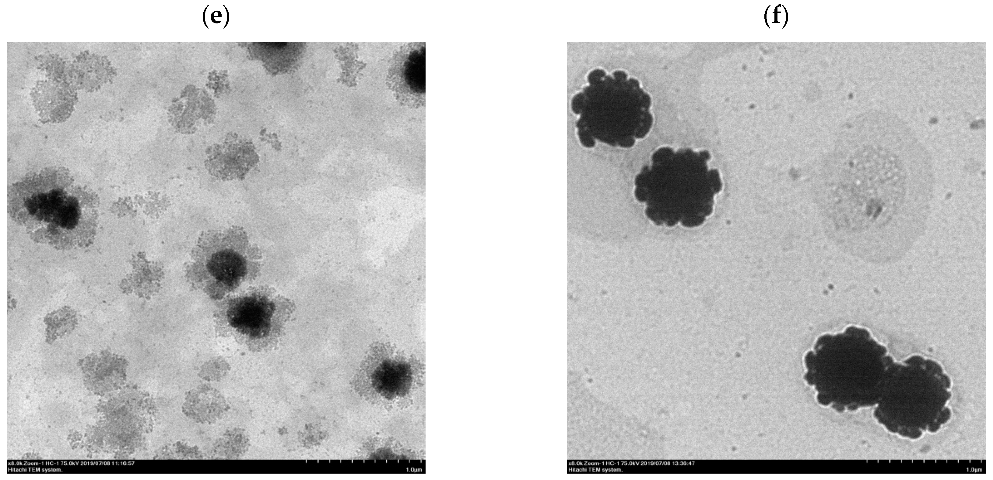 Pharmaceutics 13 00023 g002b Pharmaceutics 13 00023 g002b