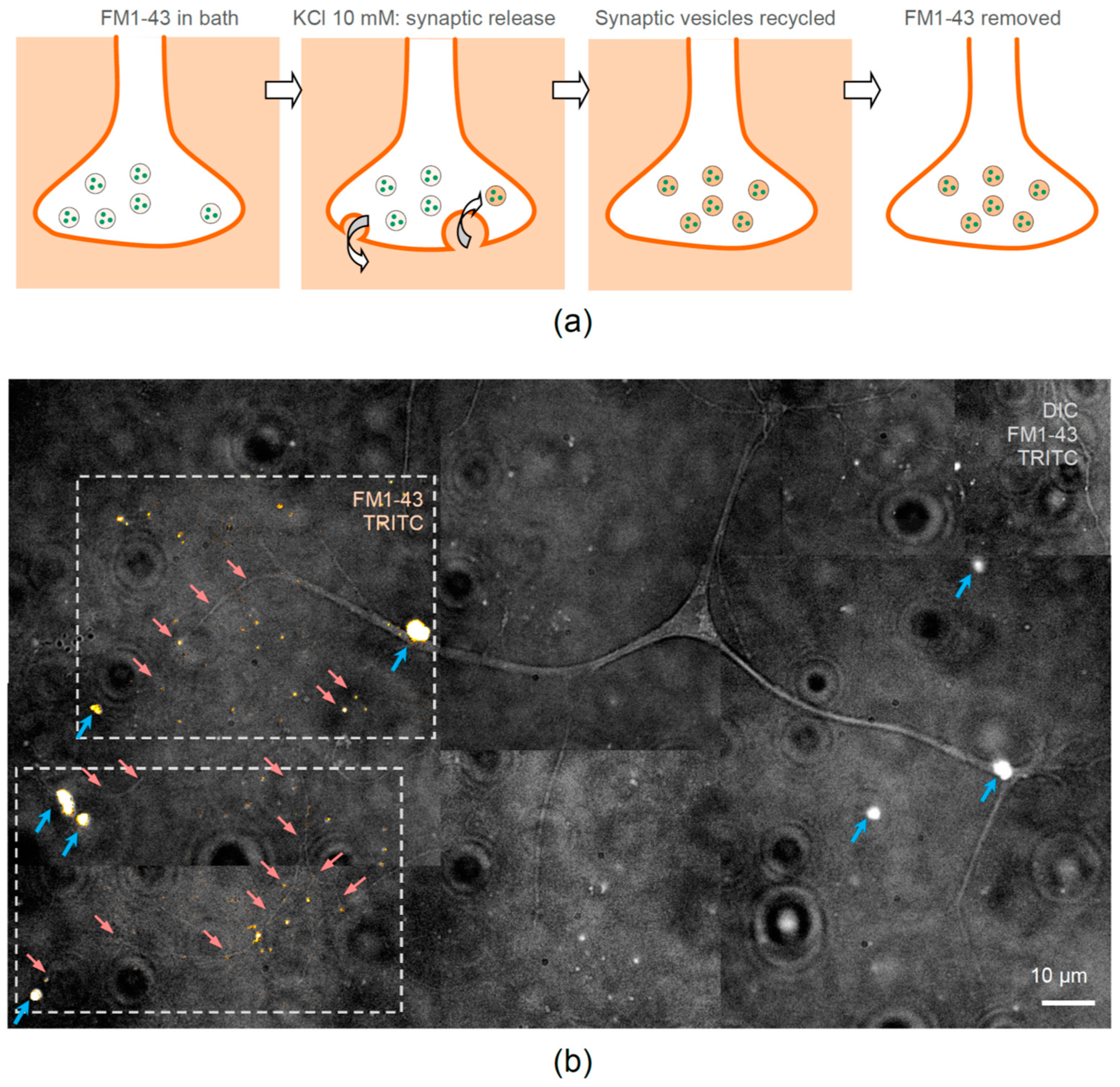 Pharmaceutics 13 00025 g005 Pharmaceutics 13 00025 g005