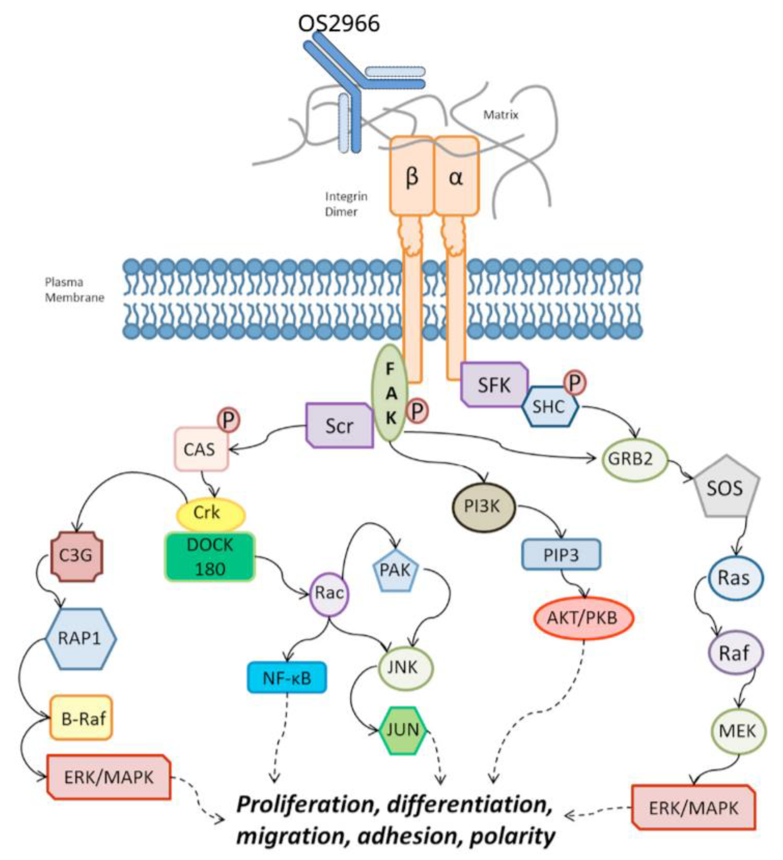 Pharmaceutics 13 00040 g001