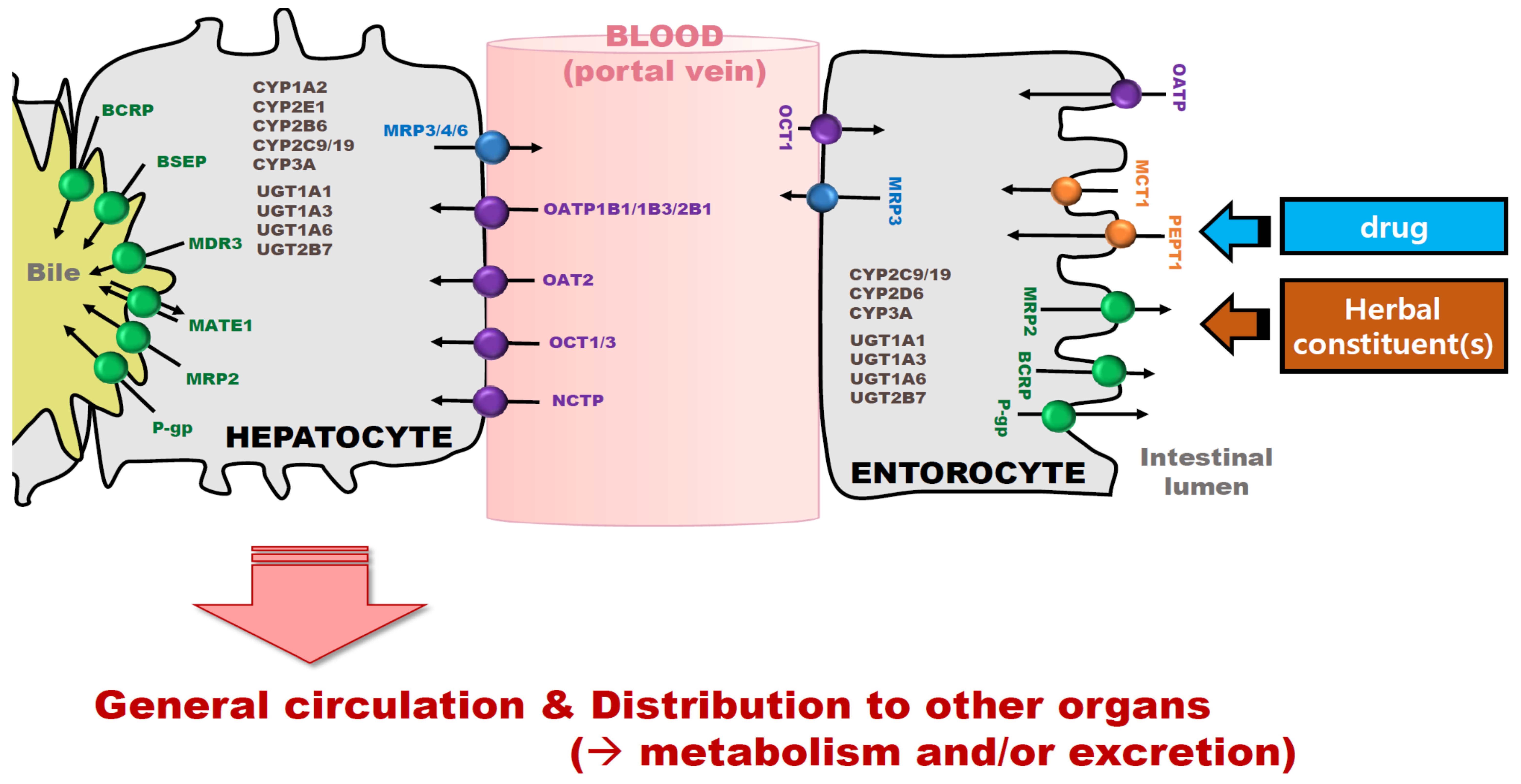 Pharmaceutics 13 00043 g001 Pharmaceutics 13 00043 g001
