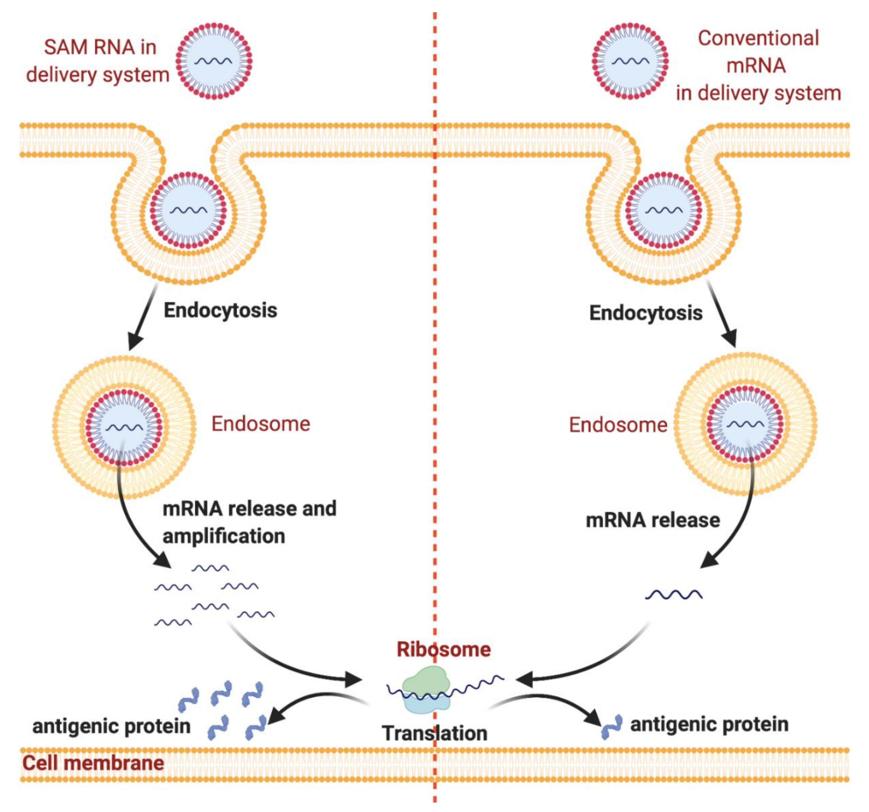 Pharmaceutics 13 00045 g001