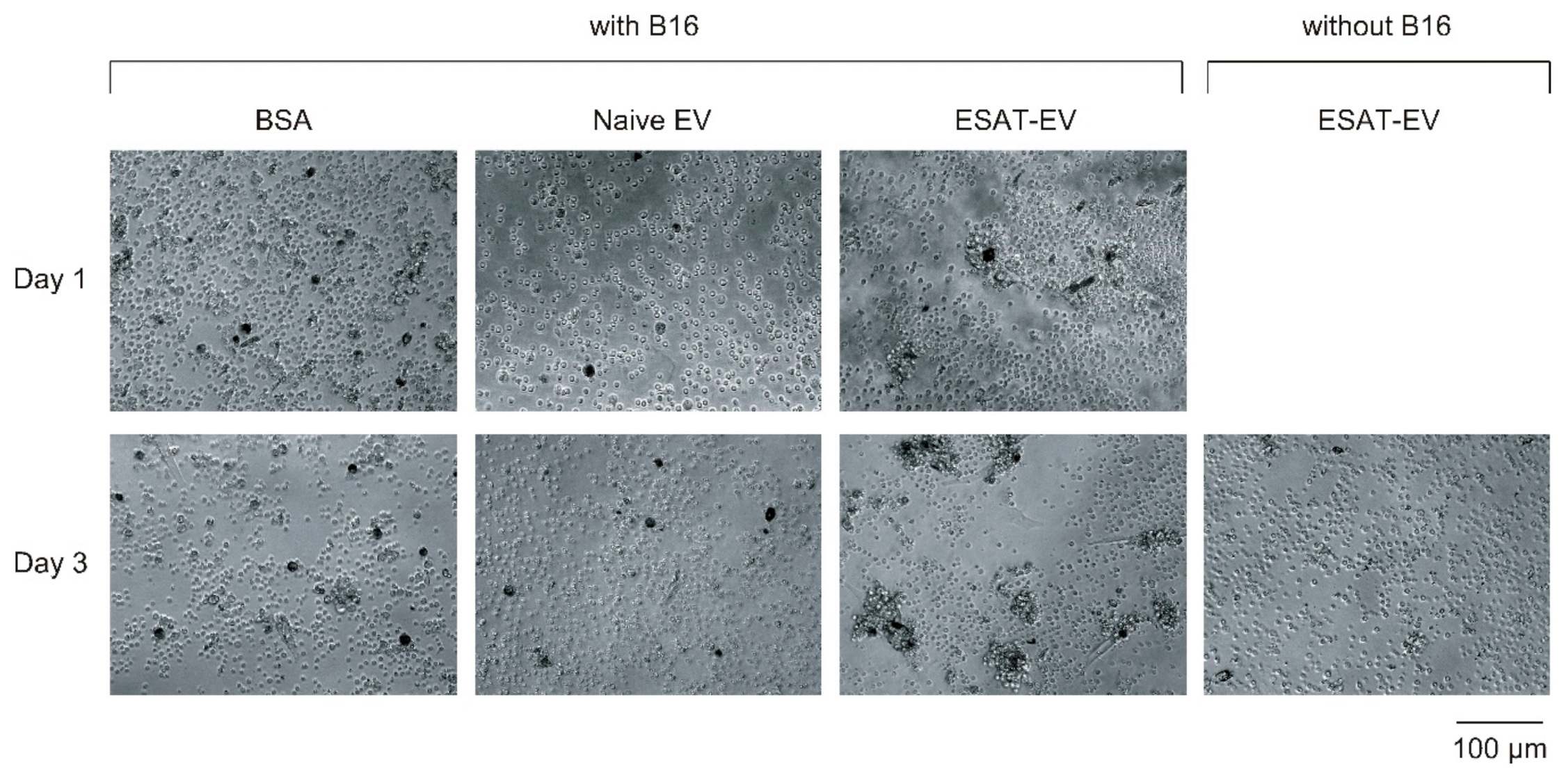 Pharmaceutics 13 00057 g006
