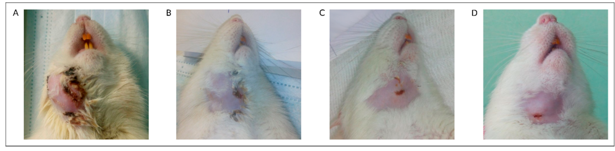 Pharmaceutics 13 00058 g003 Pharmaceutics 13 00058 g003