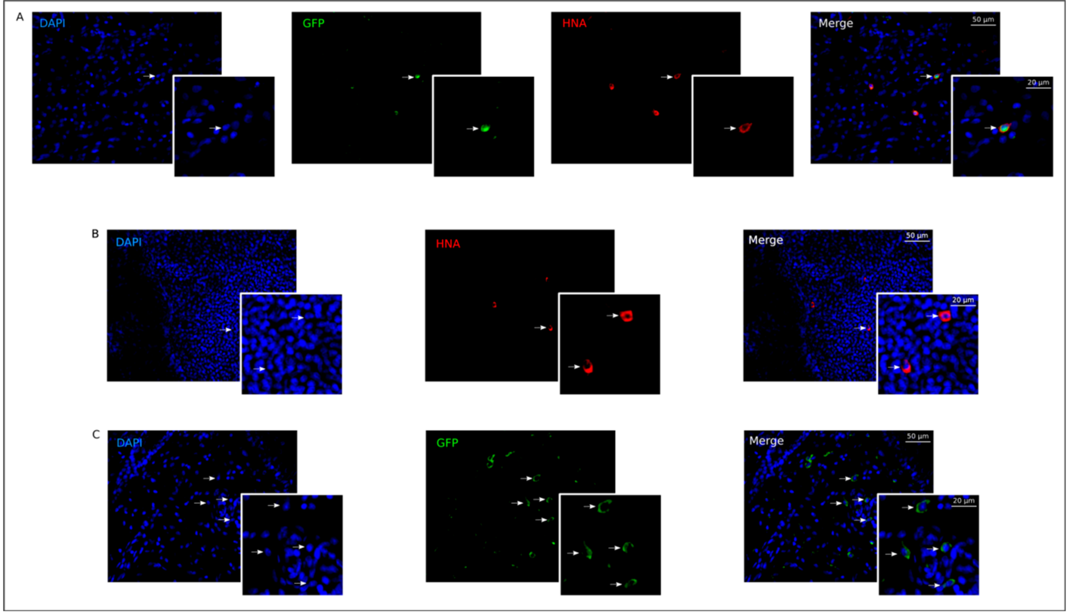 Pharmaceutics 13 00058 g006 Pharmaceutics 13 00058 g006