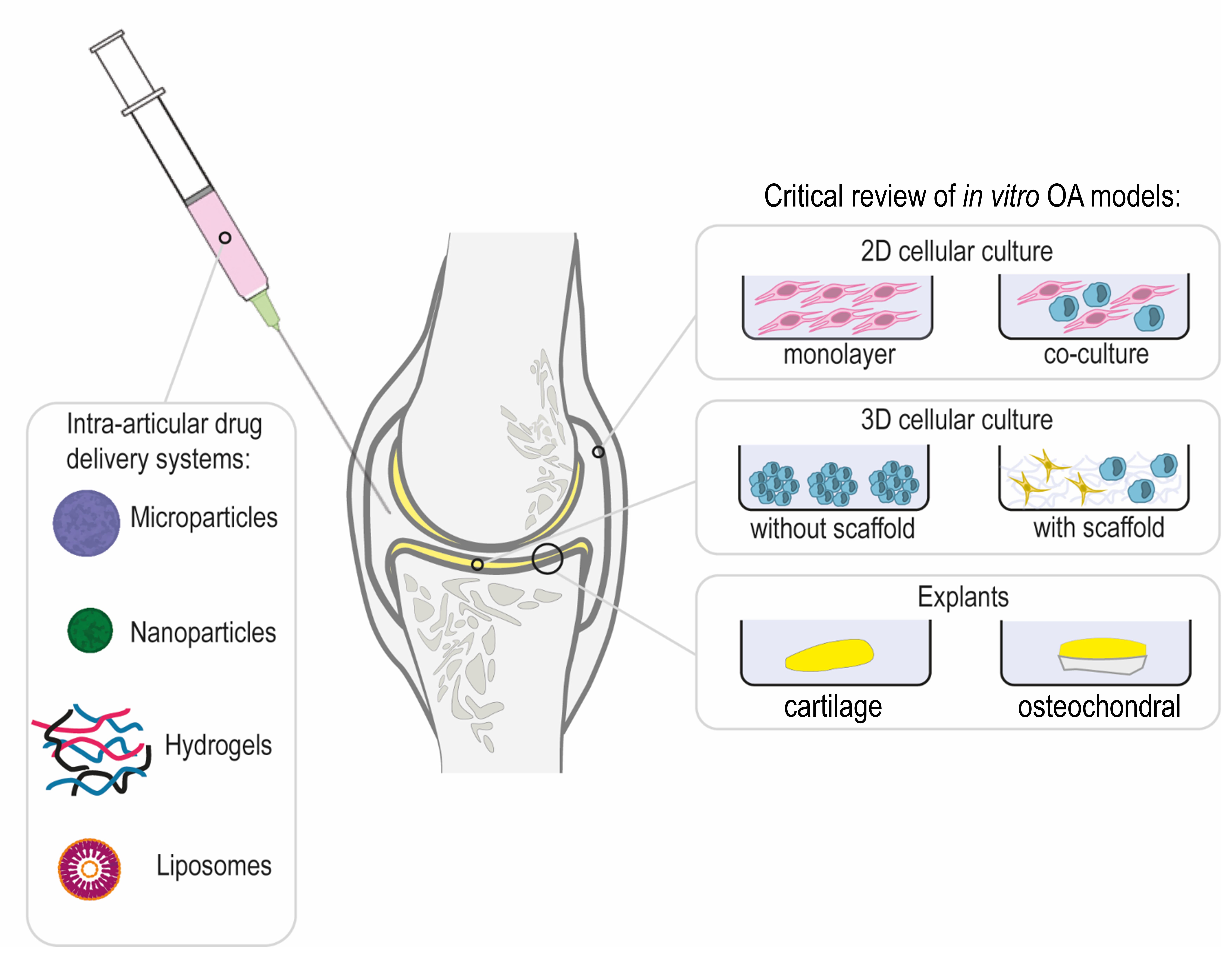 Pharmaceutics Free Full Text Osteoarthritis In Vitro Models Applications And Implications In Development Of Intra Articular Drug Delivery Systems
