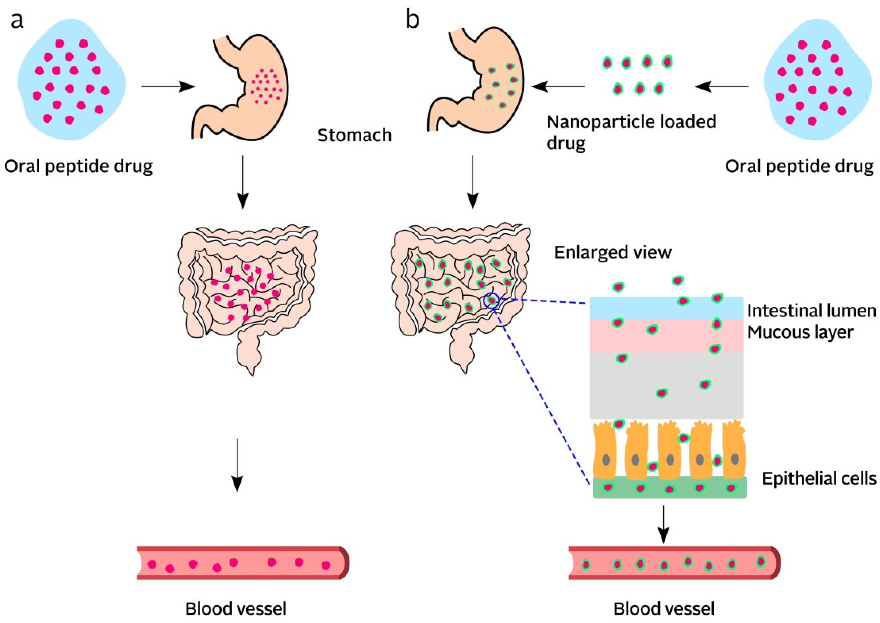 Pharmaceutics 13 00064 g003