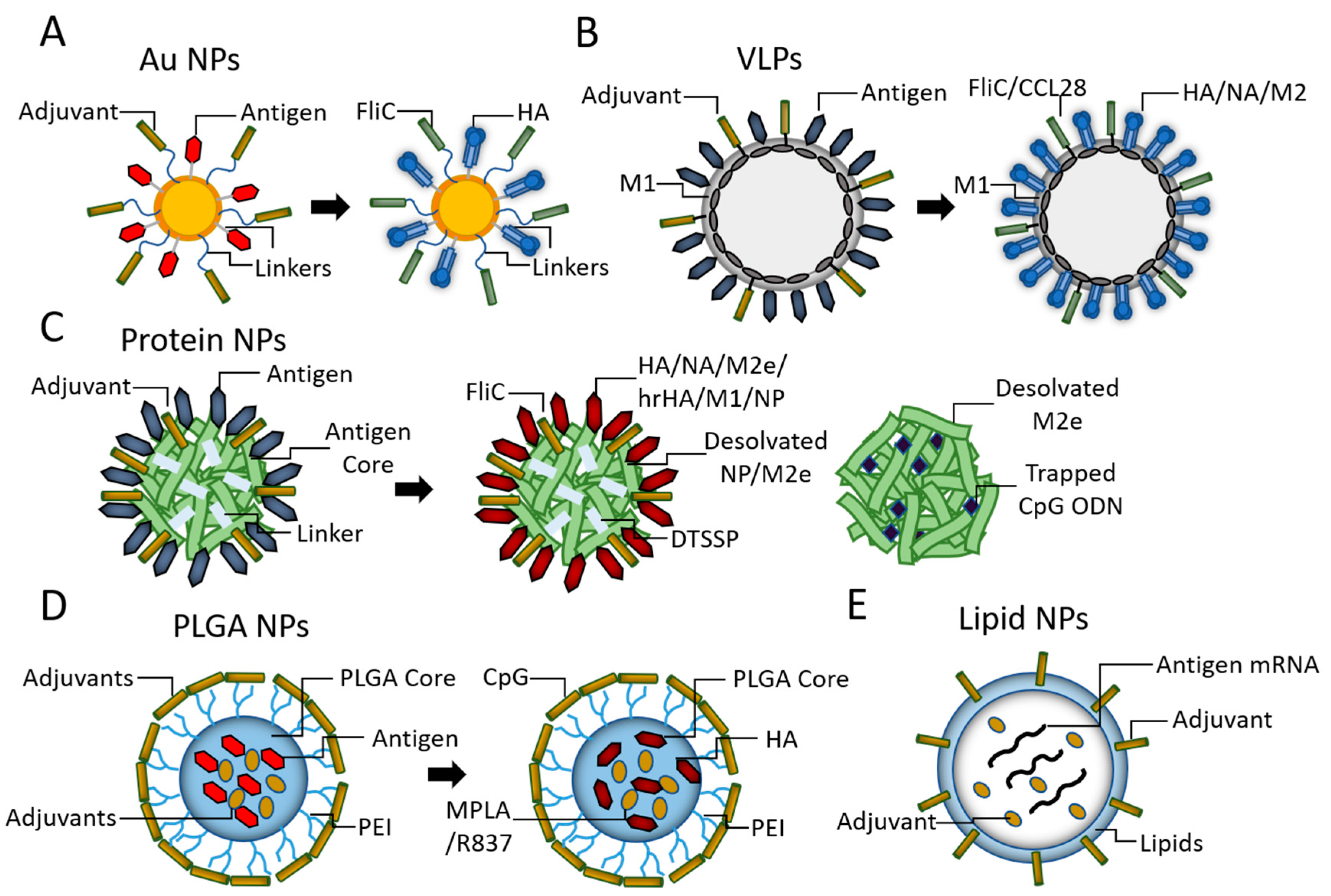Pharmaceutics Free Full Text Promising Adjuvants And Platforms For Influenza Vaccine Development Html