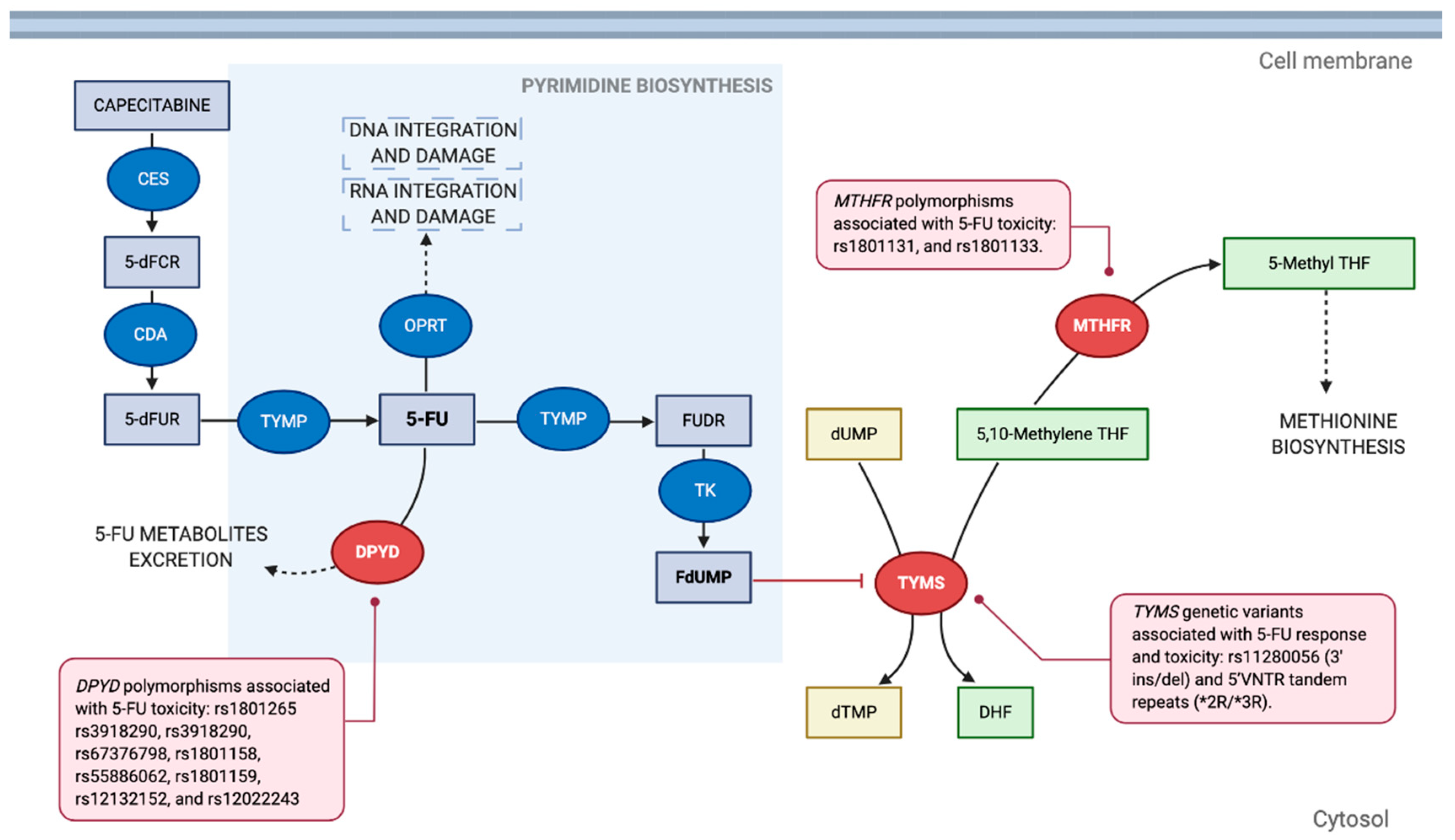 Pharmaceutics 13 00075 g001