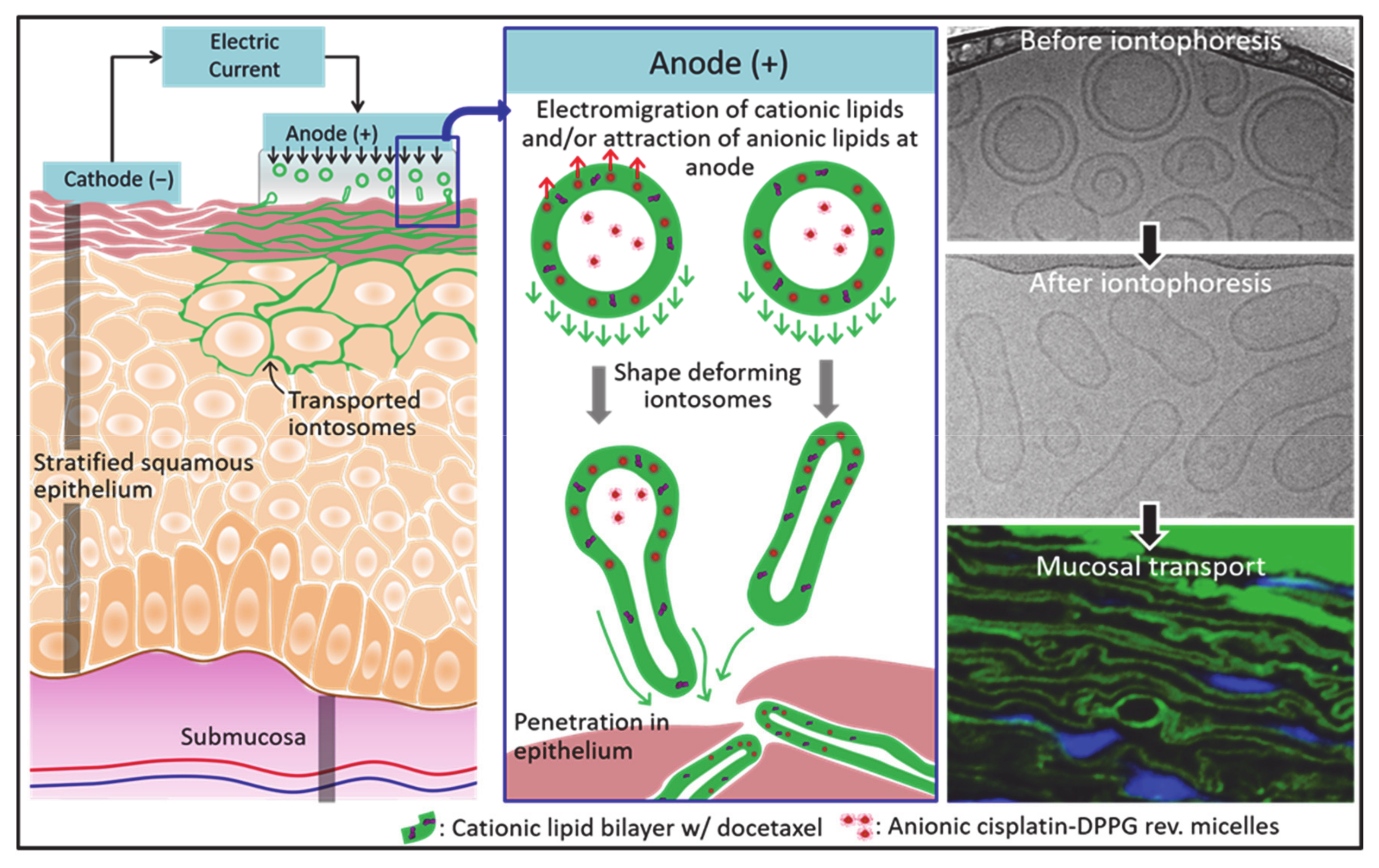 Pharmaceutics 13 00088 g001