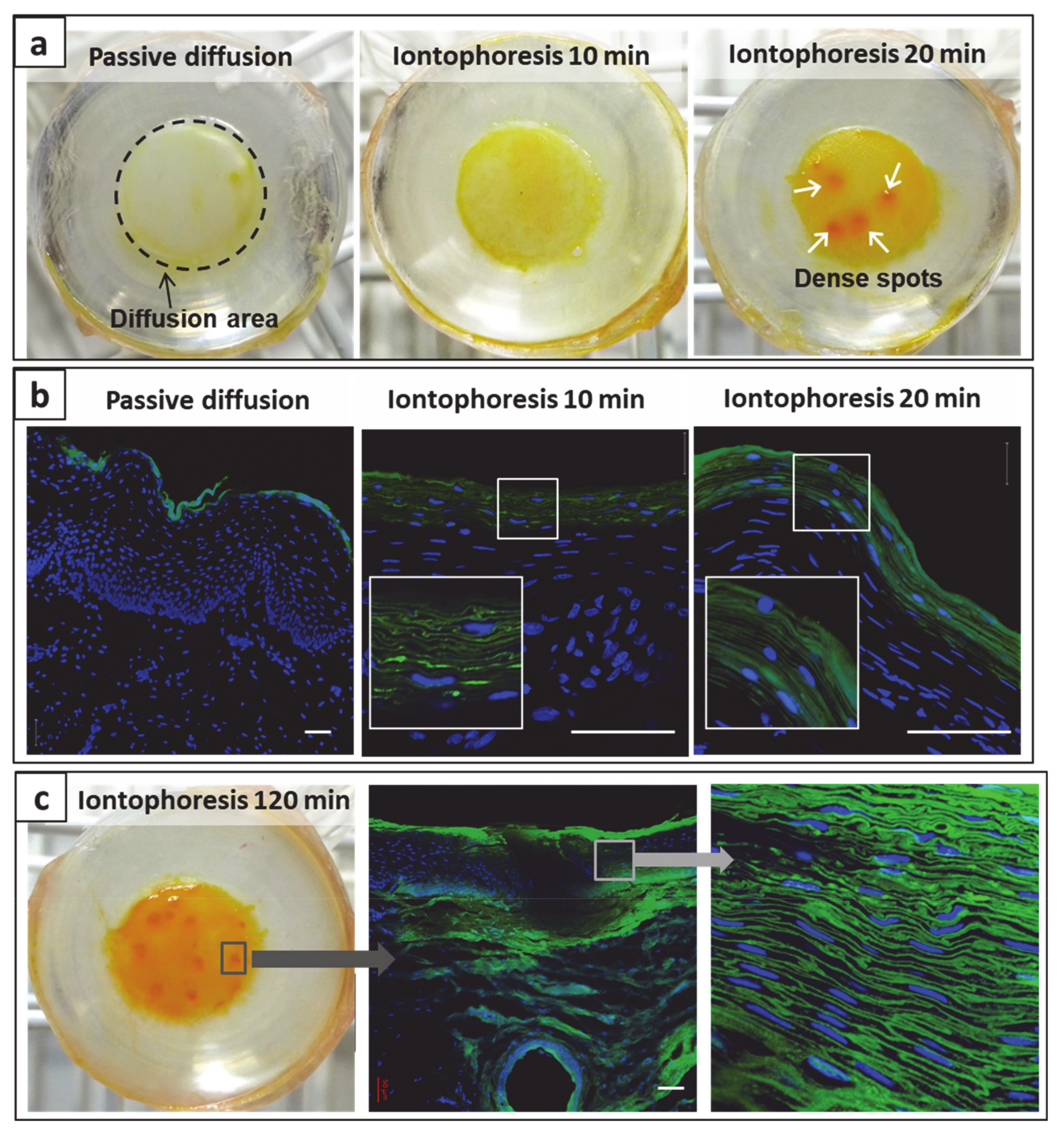 Pharmaceutics 13 00088 g008