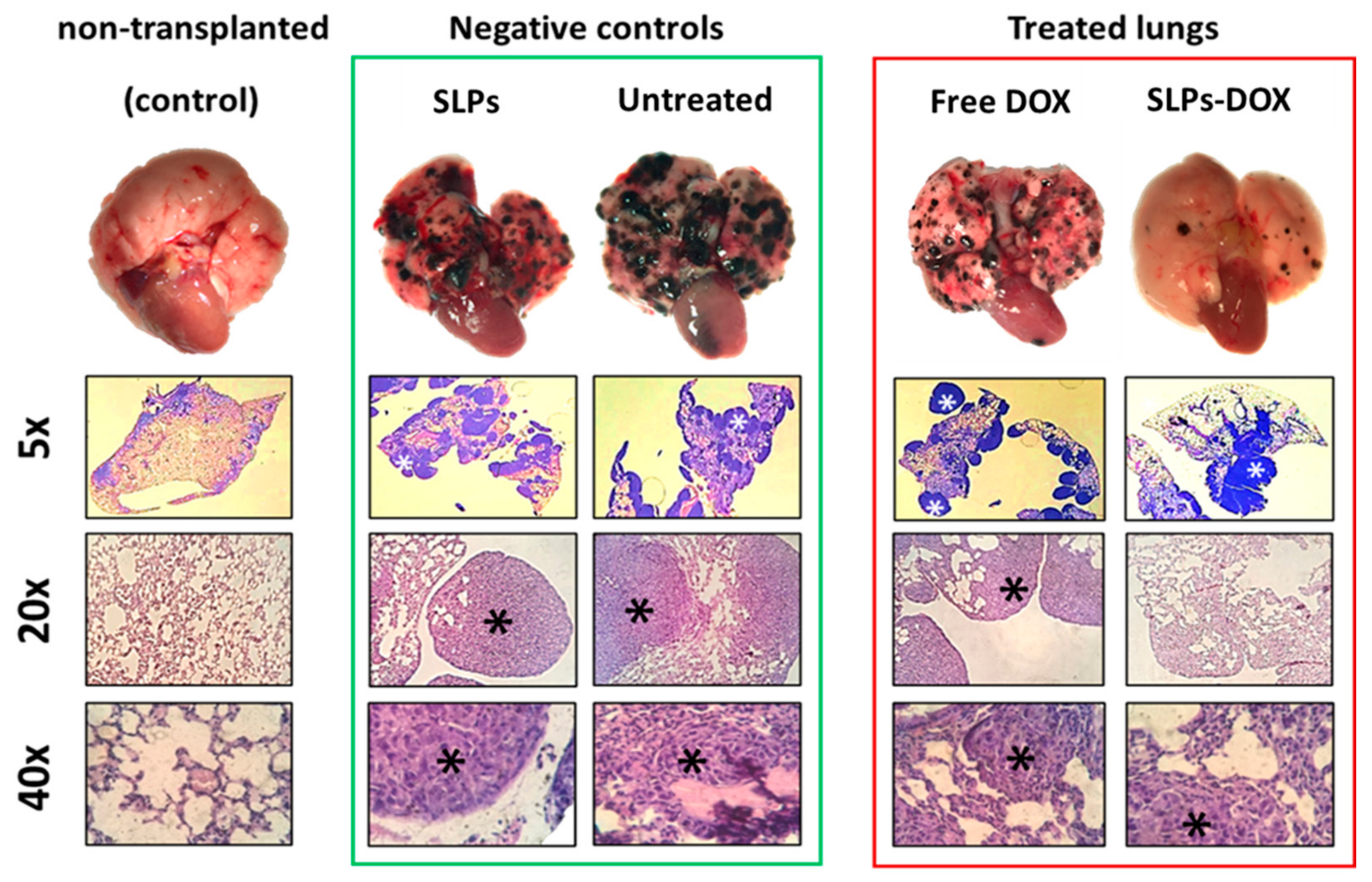 Pharmaceutics 13 00093 g004 Pharmaceutics 13 00093 g004