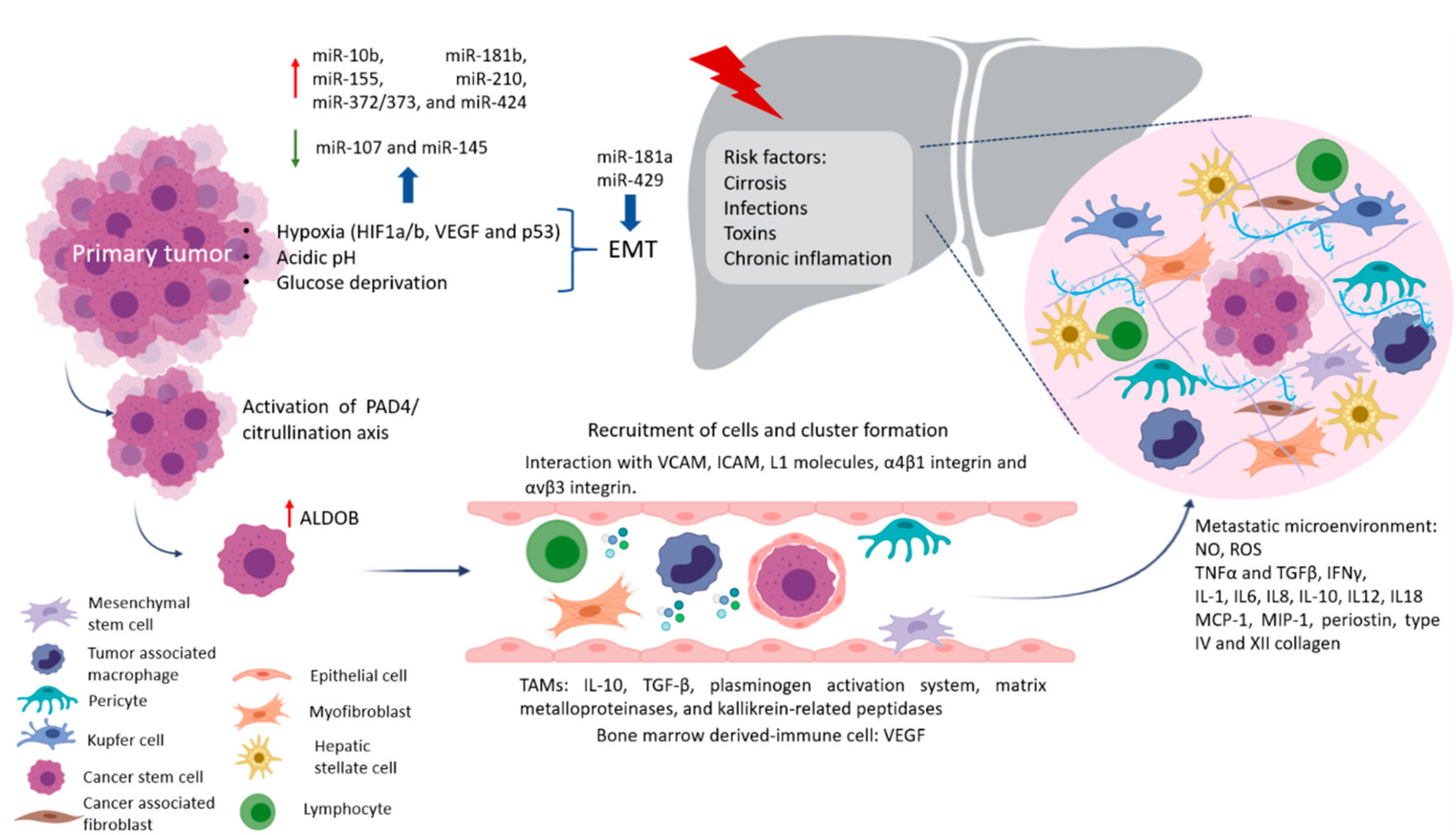 Pharmaceutics 13 00103 g001