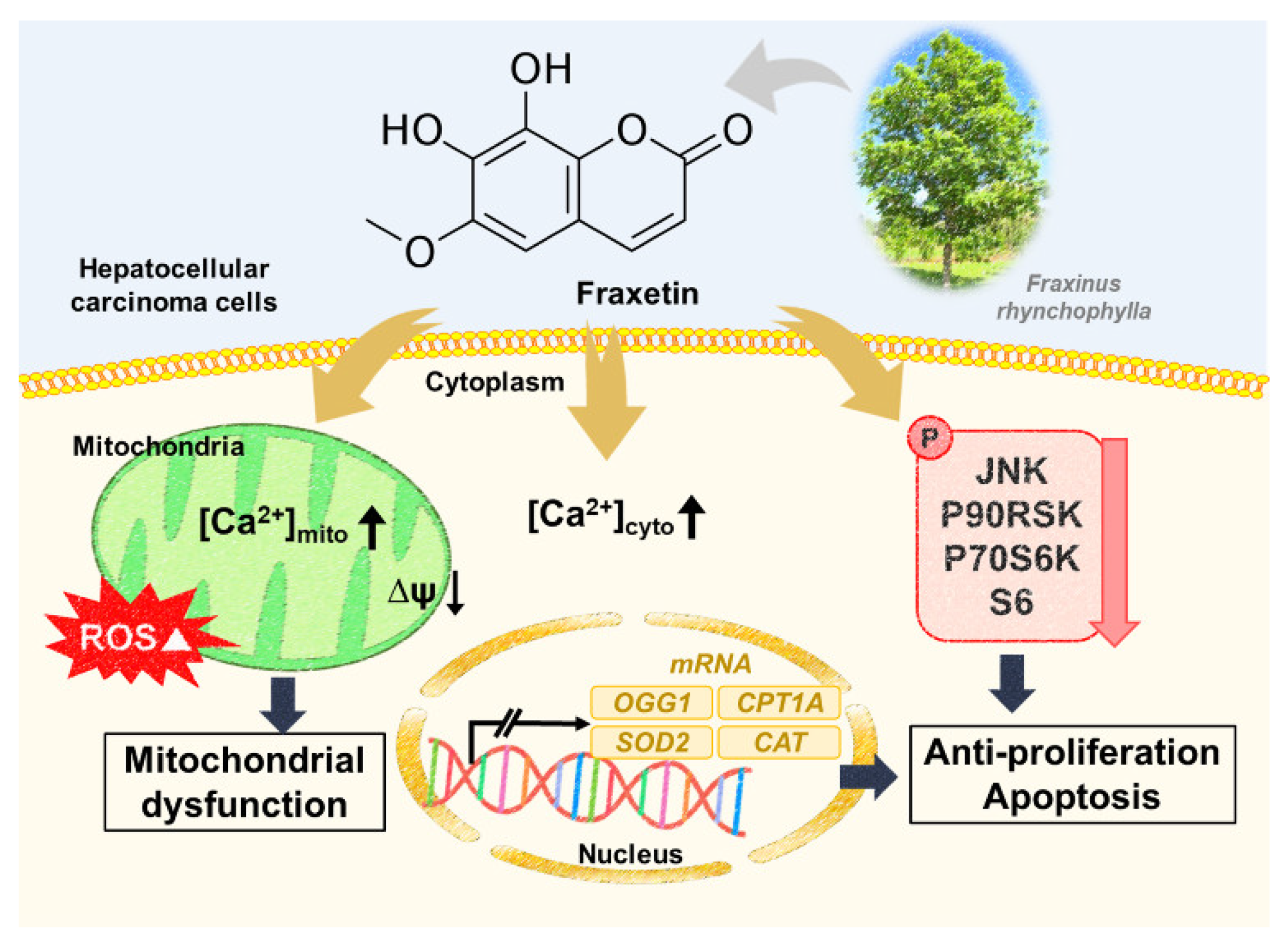 Pharmaceutics 13 00112 g009