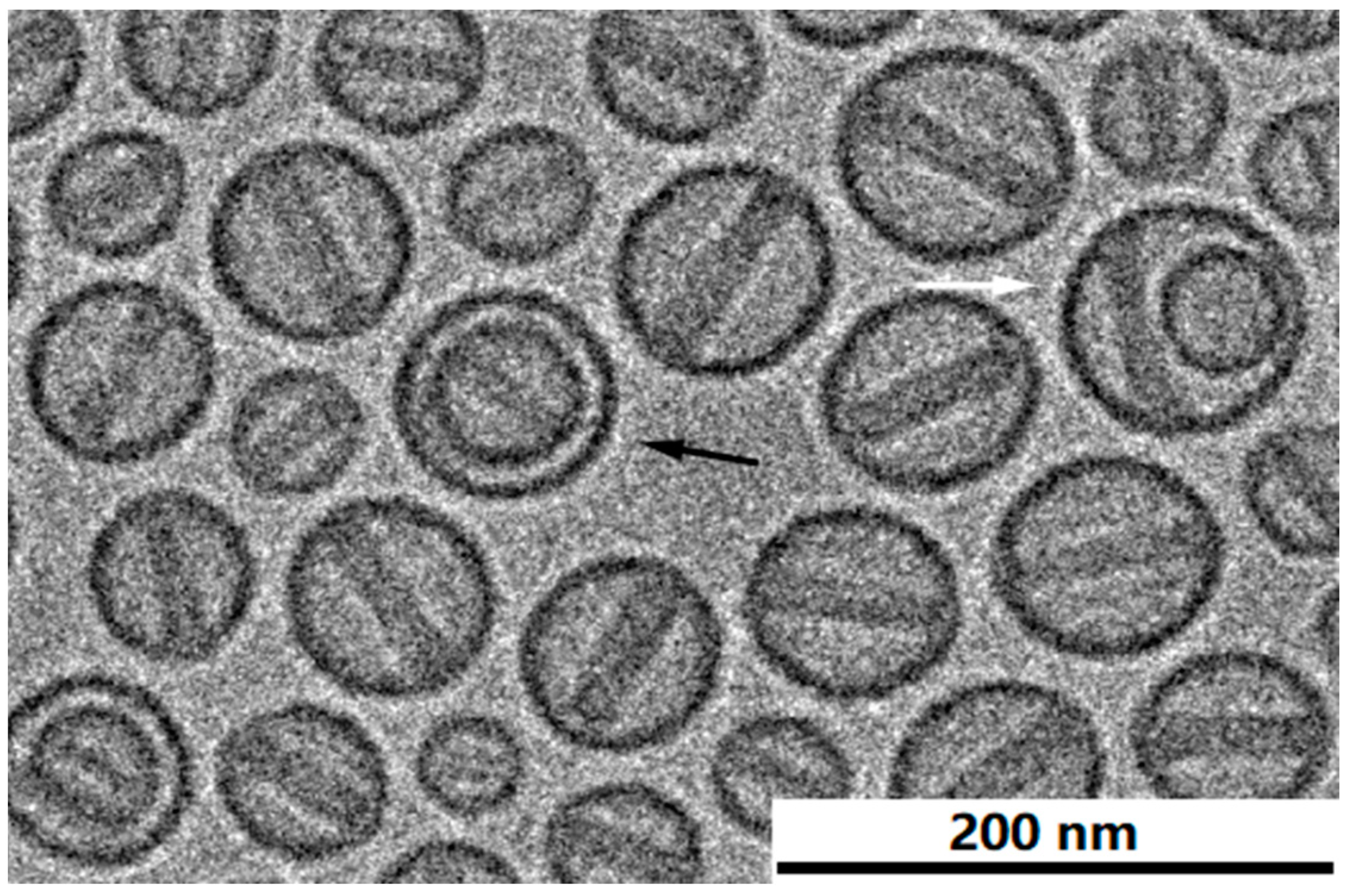 Pharmaceutics 13 00123 g007