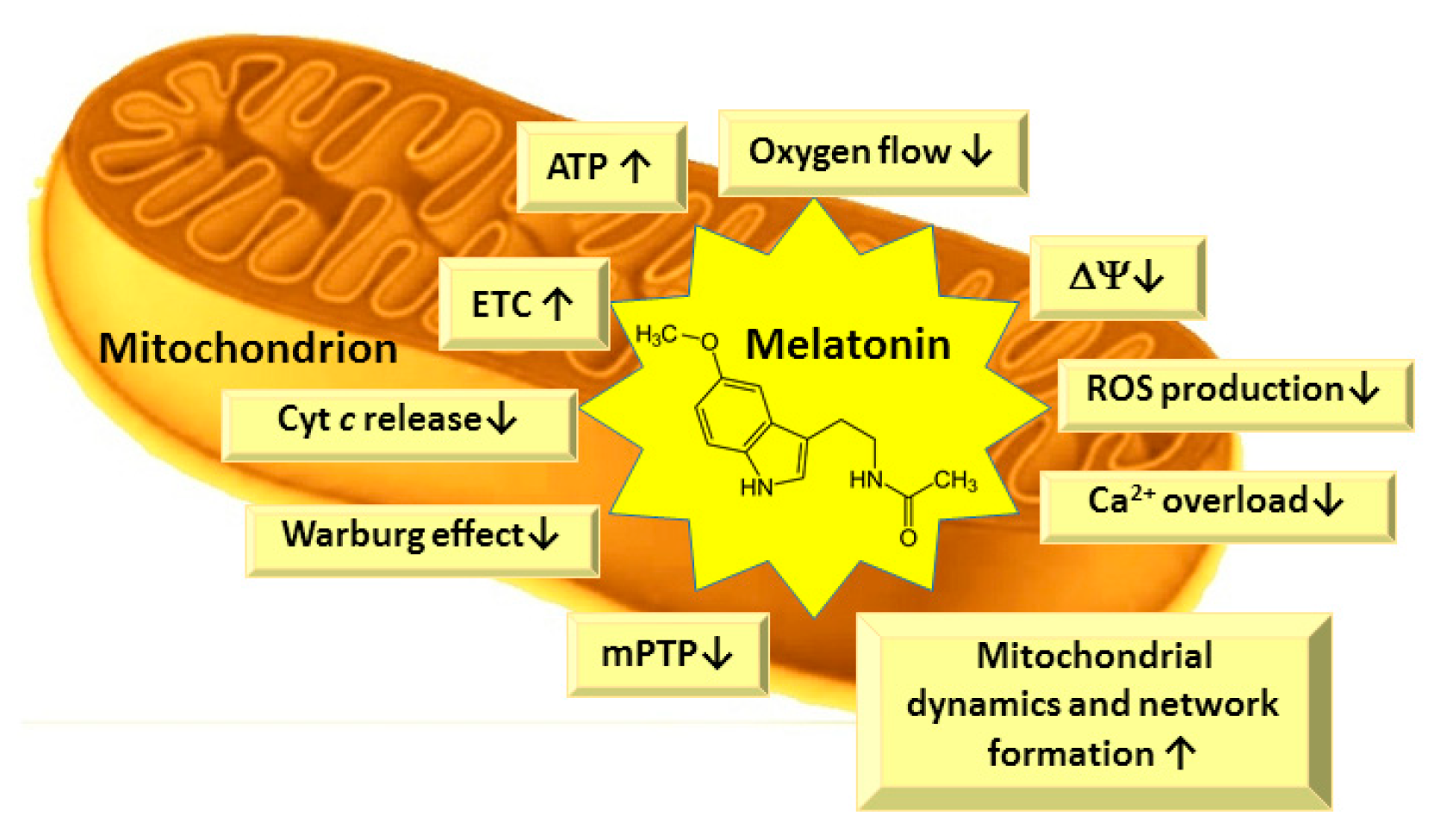 Pharmaceutics 13 00129 g004 Pharmaceutics 13 00129 g004