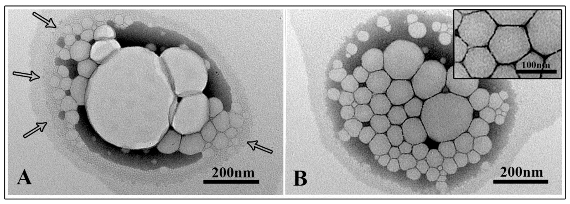 Pharmaceutics 13 00134 g003