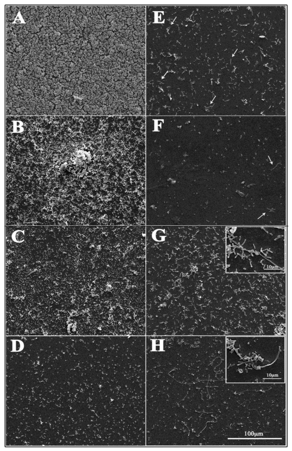 Pharmaceutics 13 00134 g007