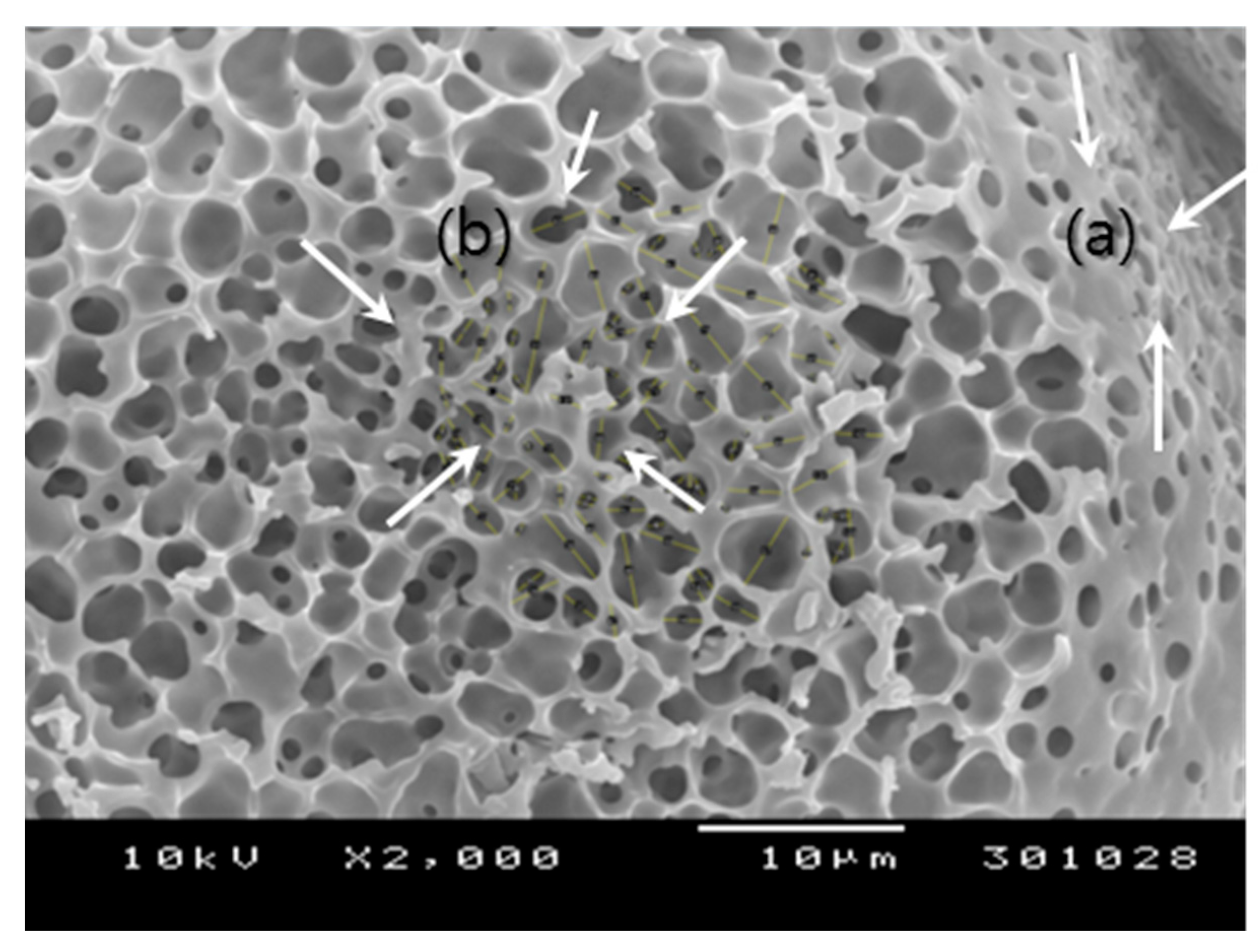 Pharmaceutics 13 00137 g002 Pharmaceutics 13 00137 g002