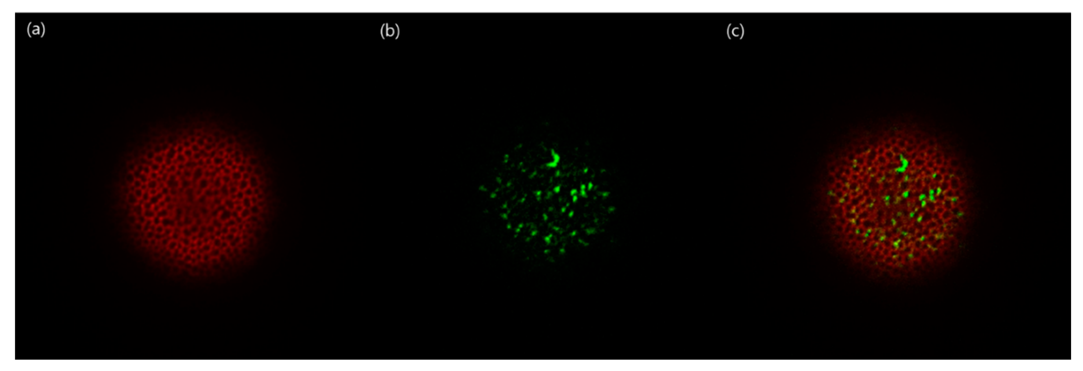 Pharmaceutics 13 00137 g013 Pharmaceutics 13 00137 g013