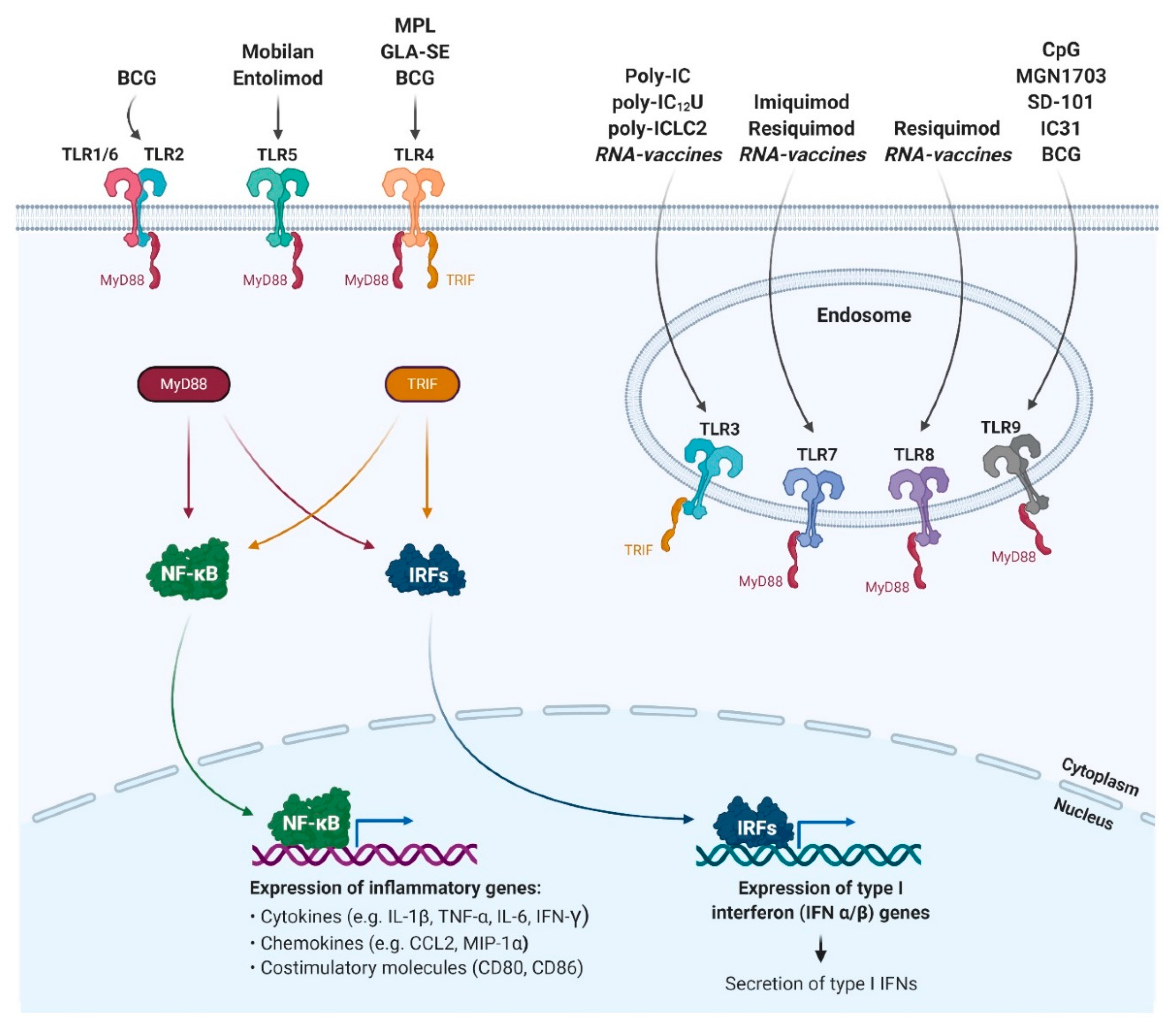 Pharmaceutics 13 00142 g001