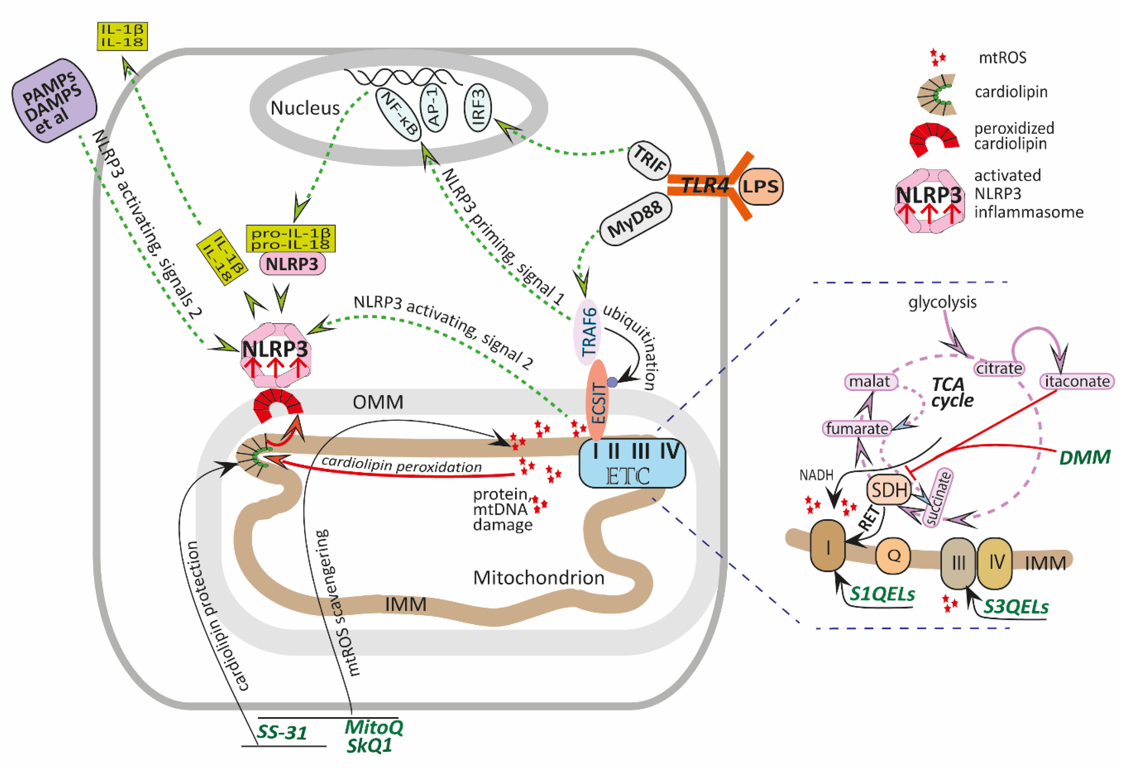 Pharmaceutics 13 00144 g001