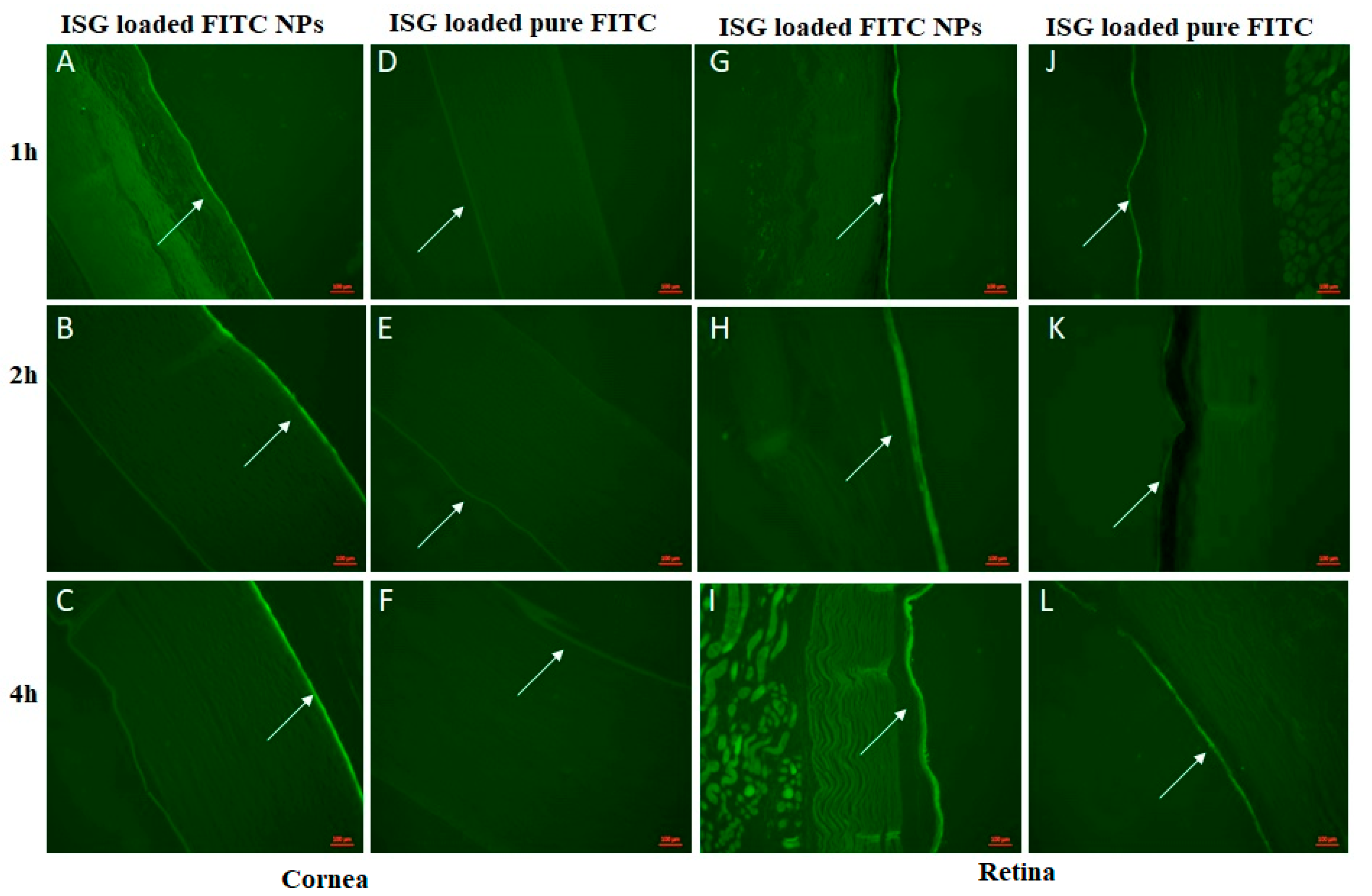 Pharmaceutics 13 00151 g011