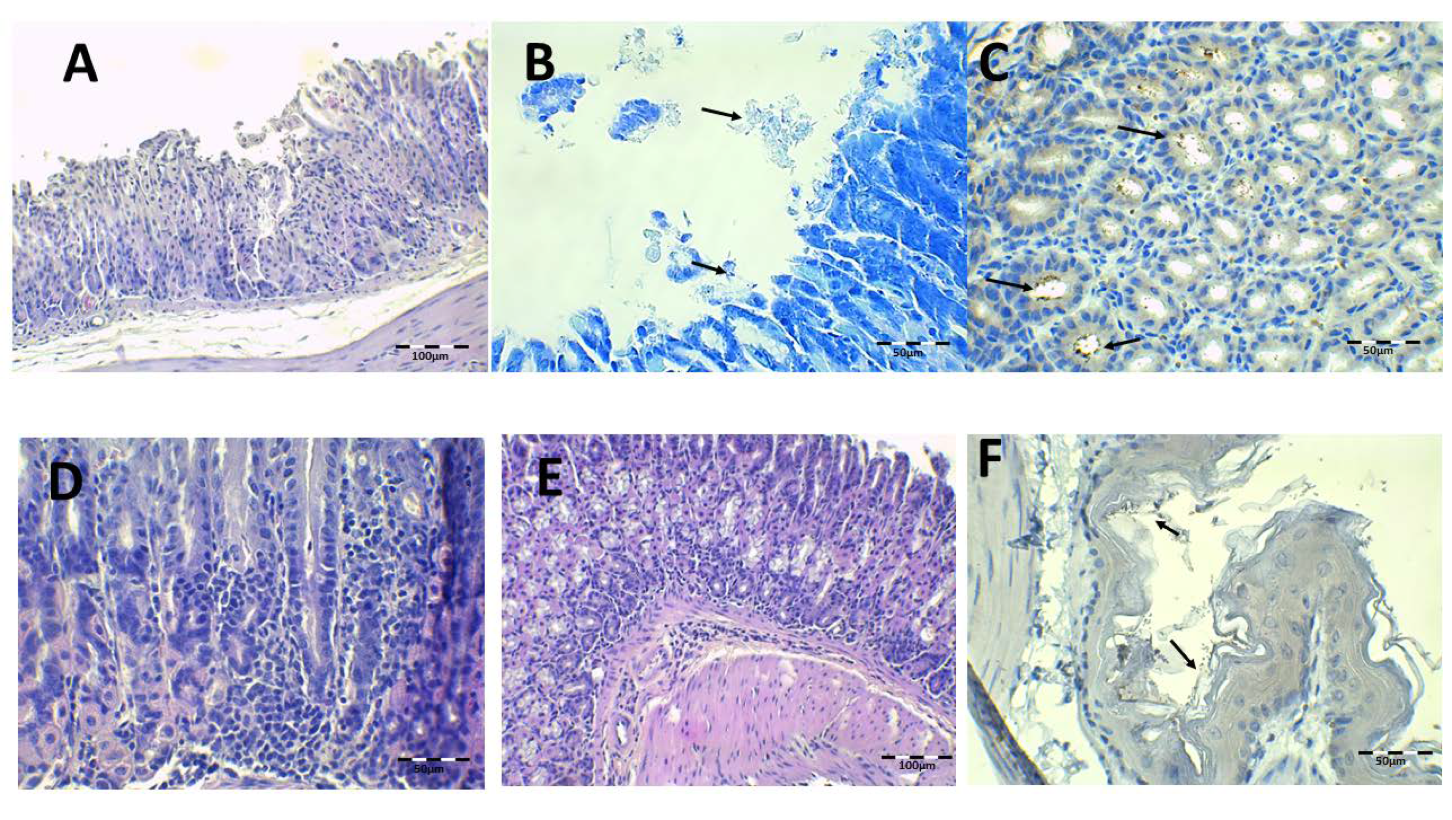 Pharmaceutics 13 00153 g009 Pharmaceutics 13 00153 g009