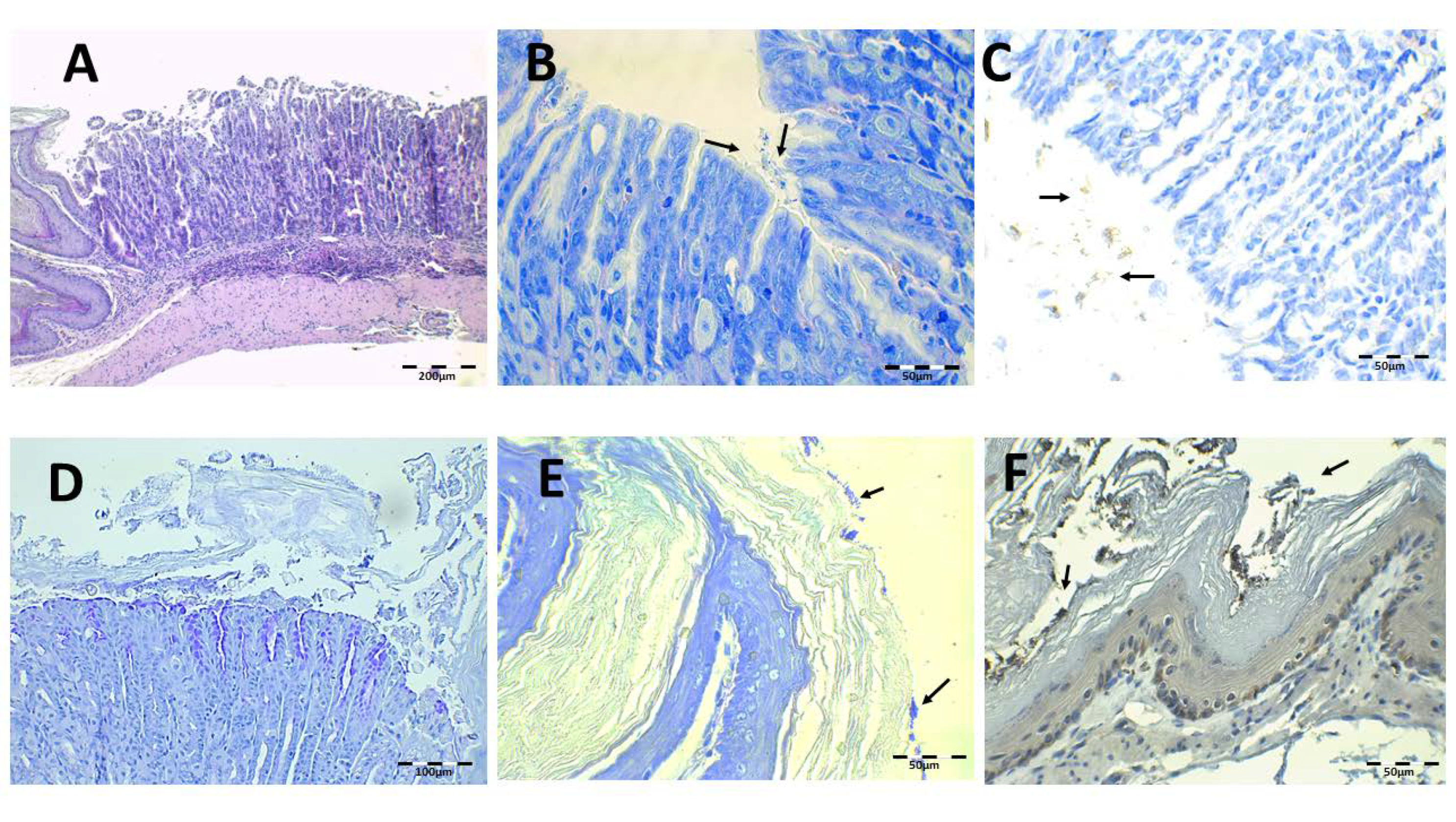 Pharmaceutics 13 00153 g010 Pharmaceutics 13 00153 g010