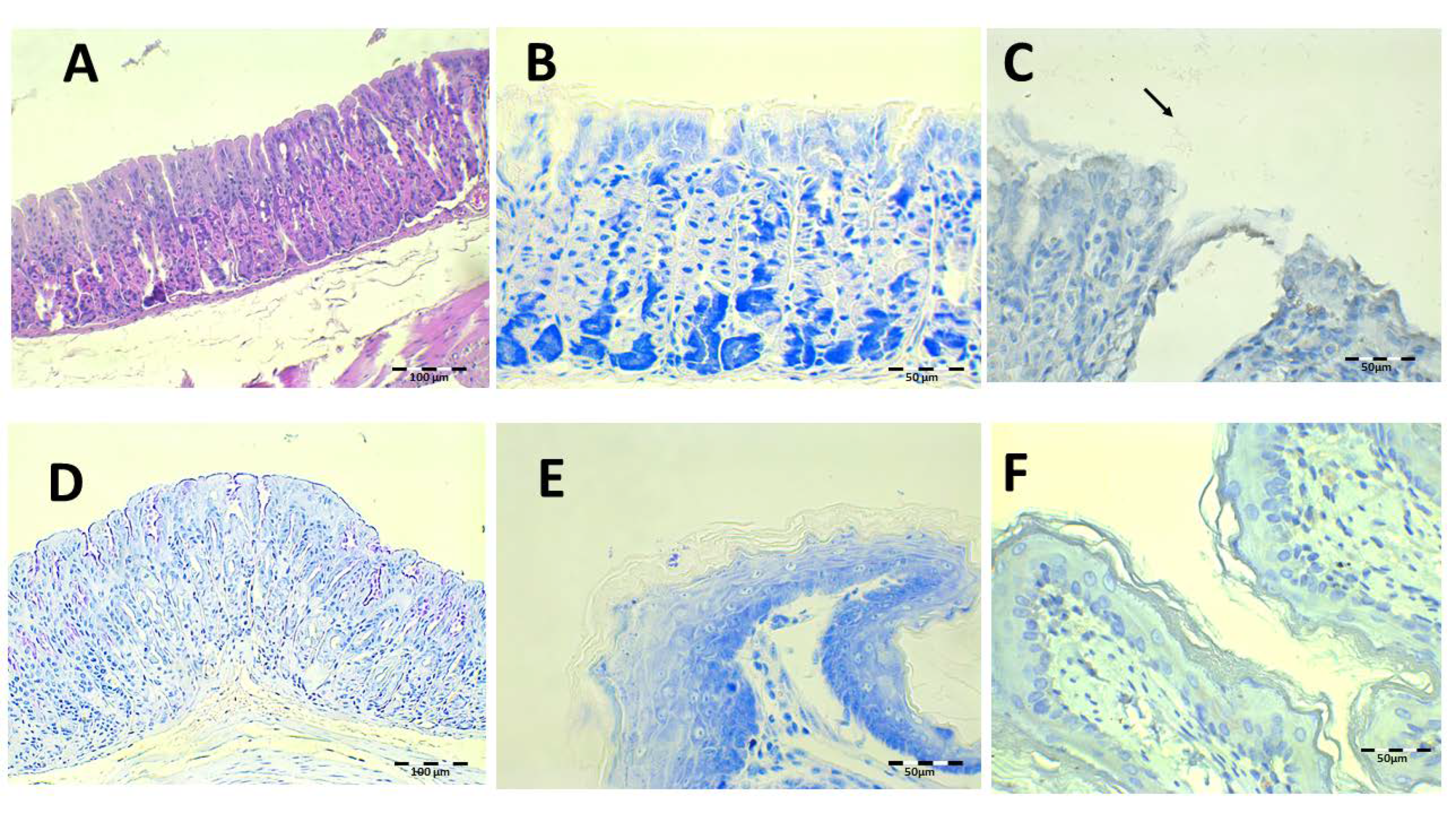 Pharmaceutics 13 00153 g011 Pharmaceutics 13 00153 g011