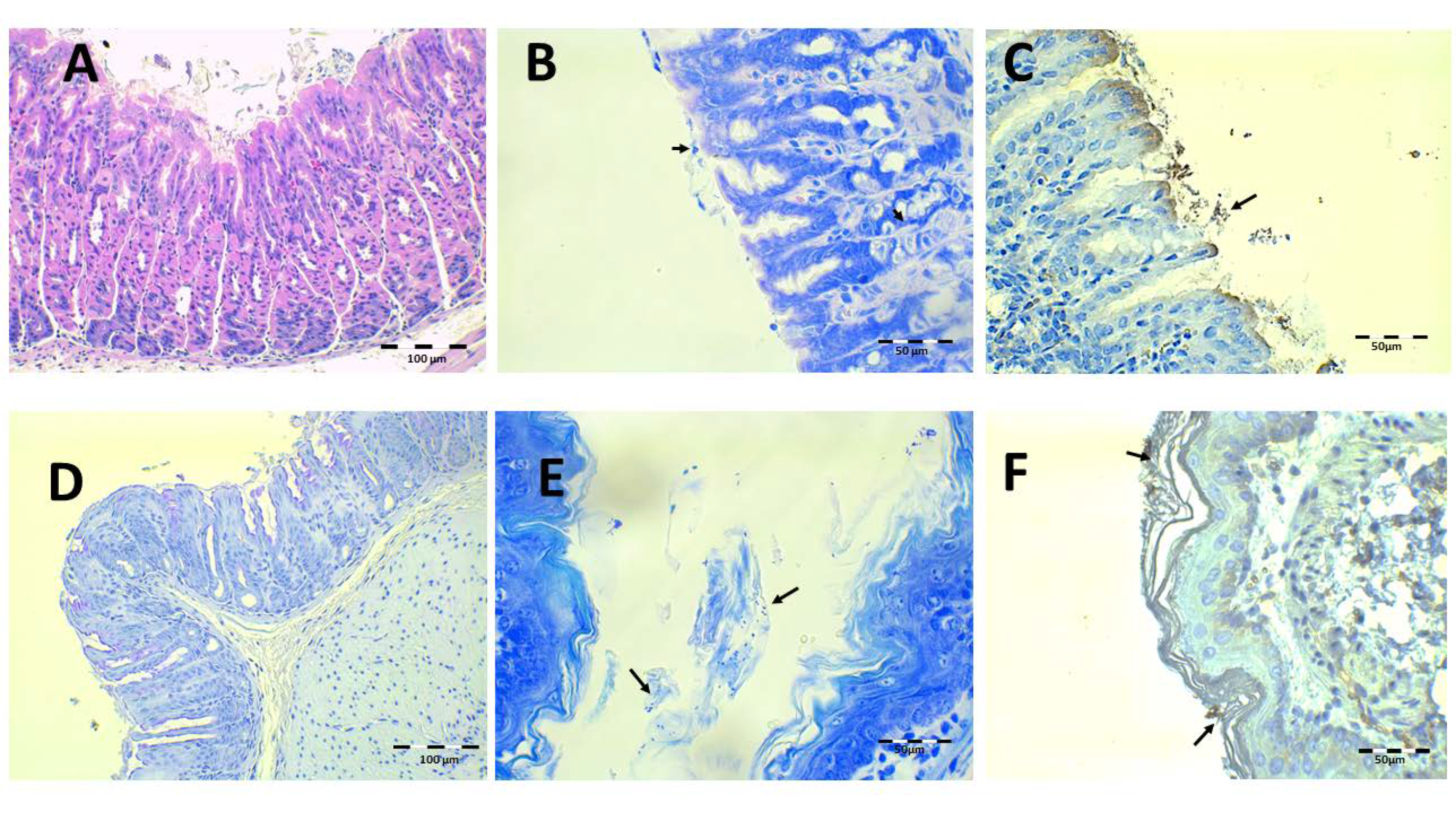Pharmaceutics 13 00153 g012 Pharmaceutics 13 00153 g012