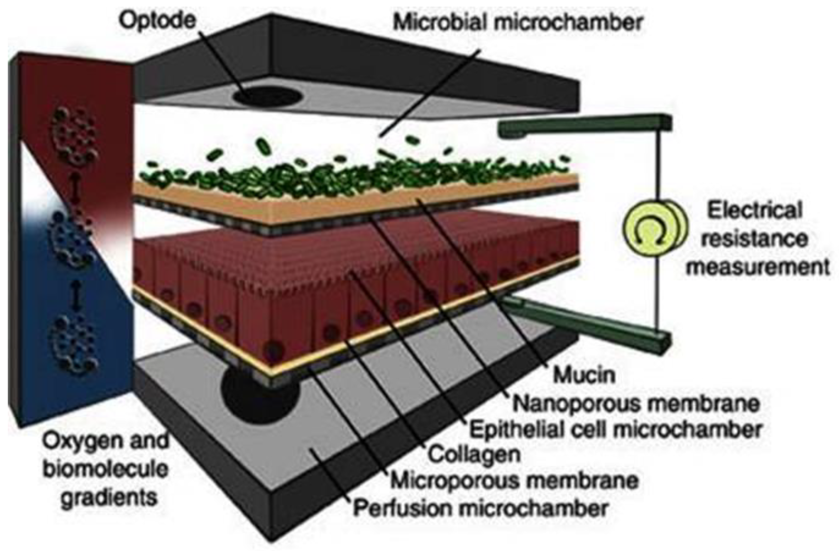 Pharmaceutics 13 00161 g013 Pharmaceutics 13 00161 g013
