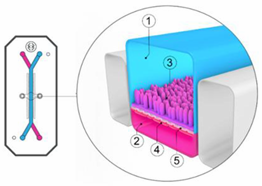 Pharmaceutics 13 00161 i007 Pharmaceutics 13 00161 i007