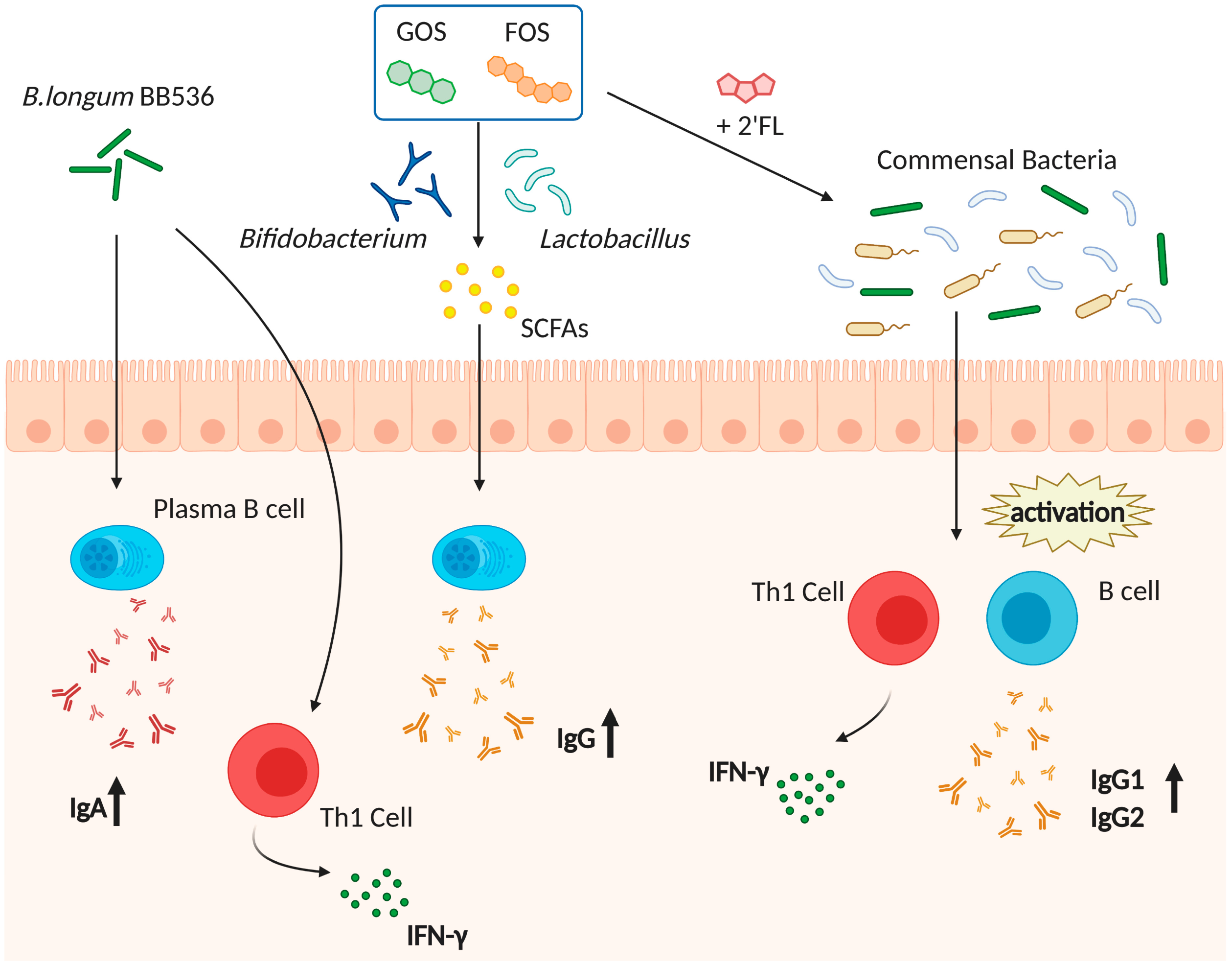 Pharmaceutics 13 00163 g001 Pharmaceutics 13 00163 g001